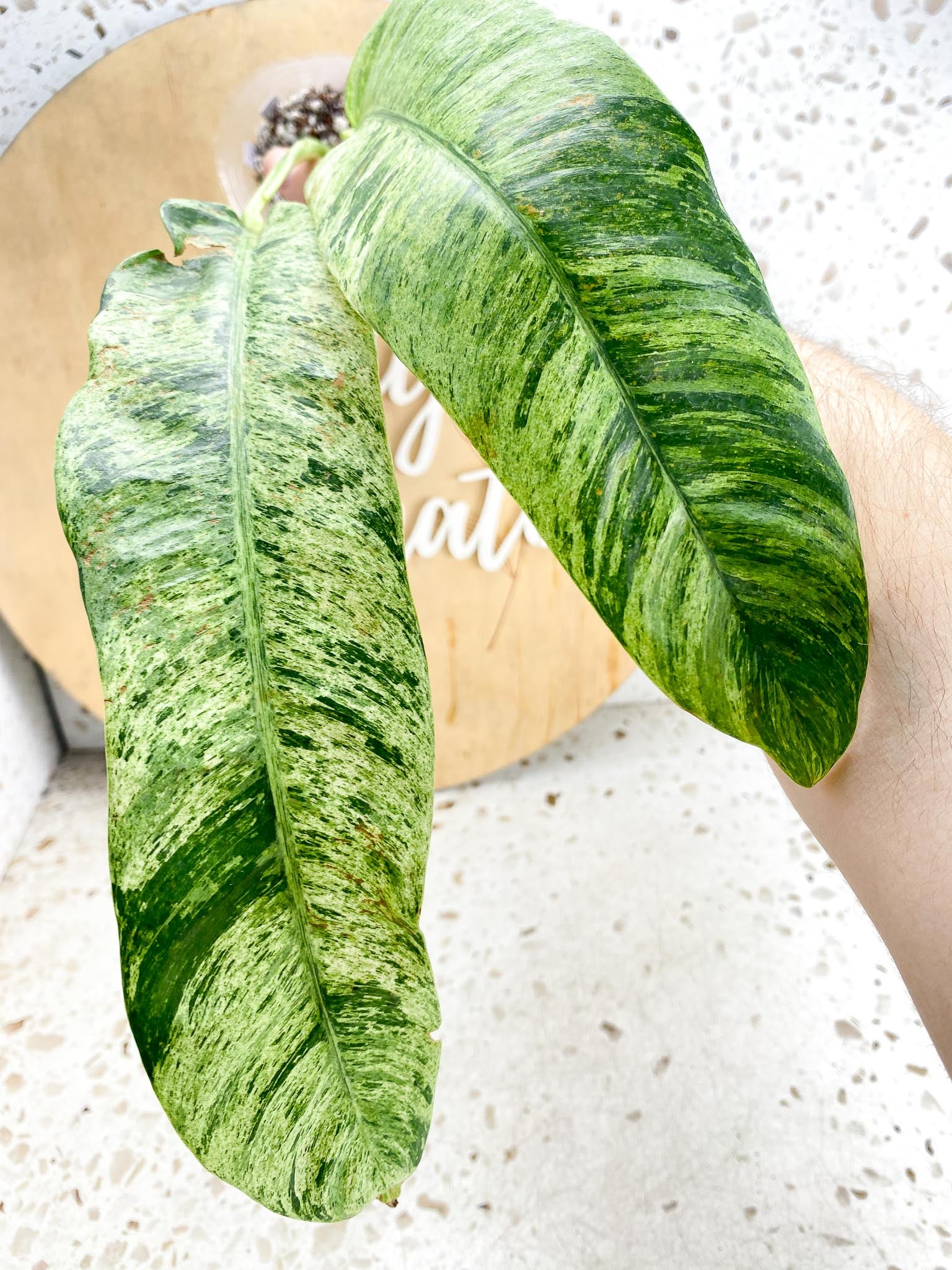 Epipremnum Giganteum Variegated 1-2 leaf plant Multiple Options