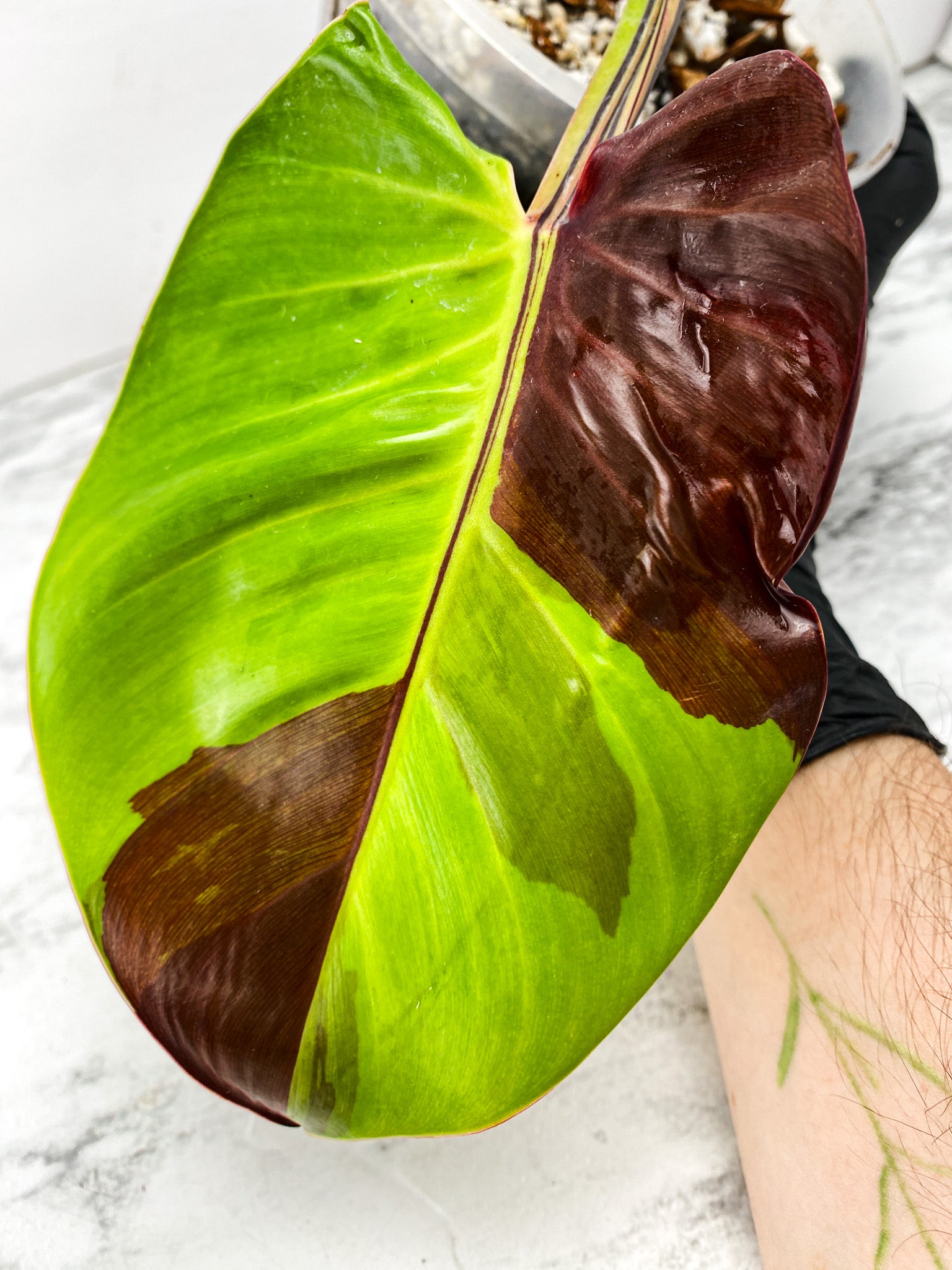 Philodendron Red Moon 1 leaf high variegation