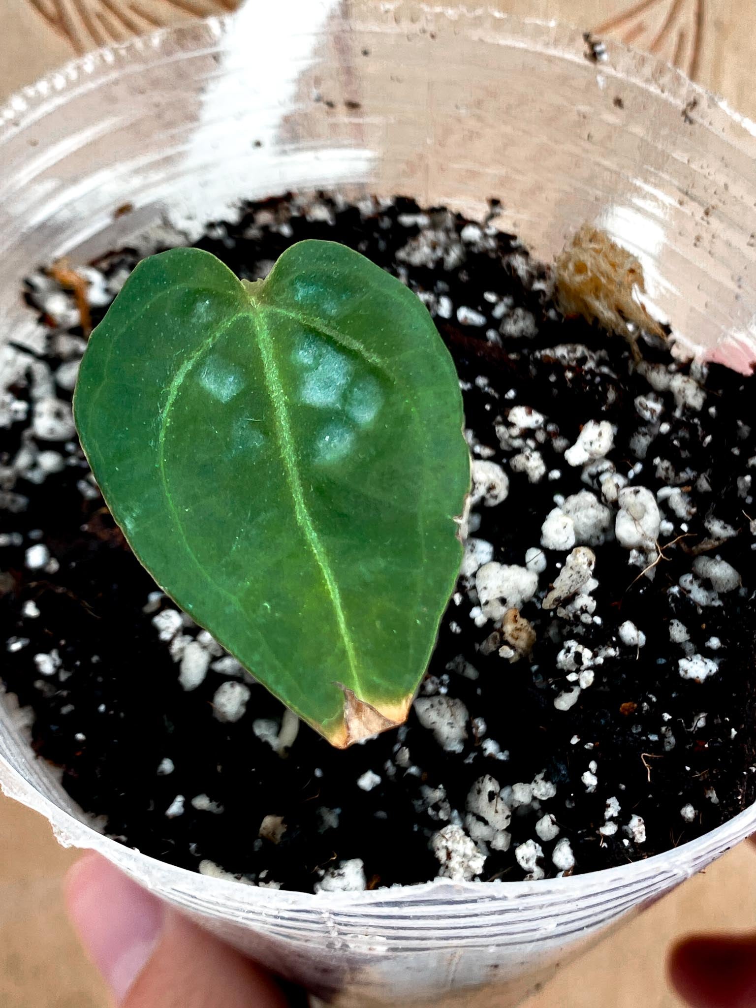 Anthurium Wonderboy x Michelle 1 leaf (rooting)