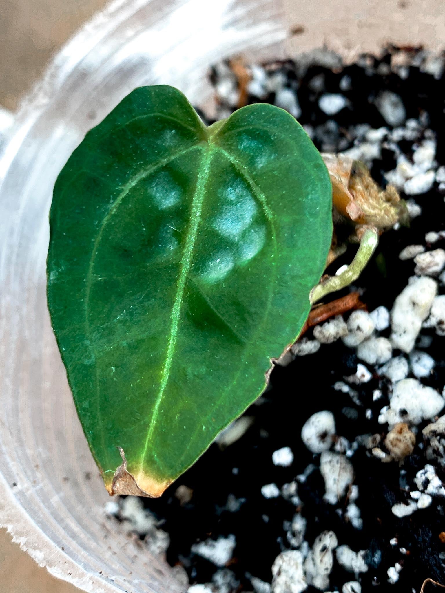 Anthurium Wonderboy x Michelle 1 leaf (rooting)