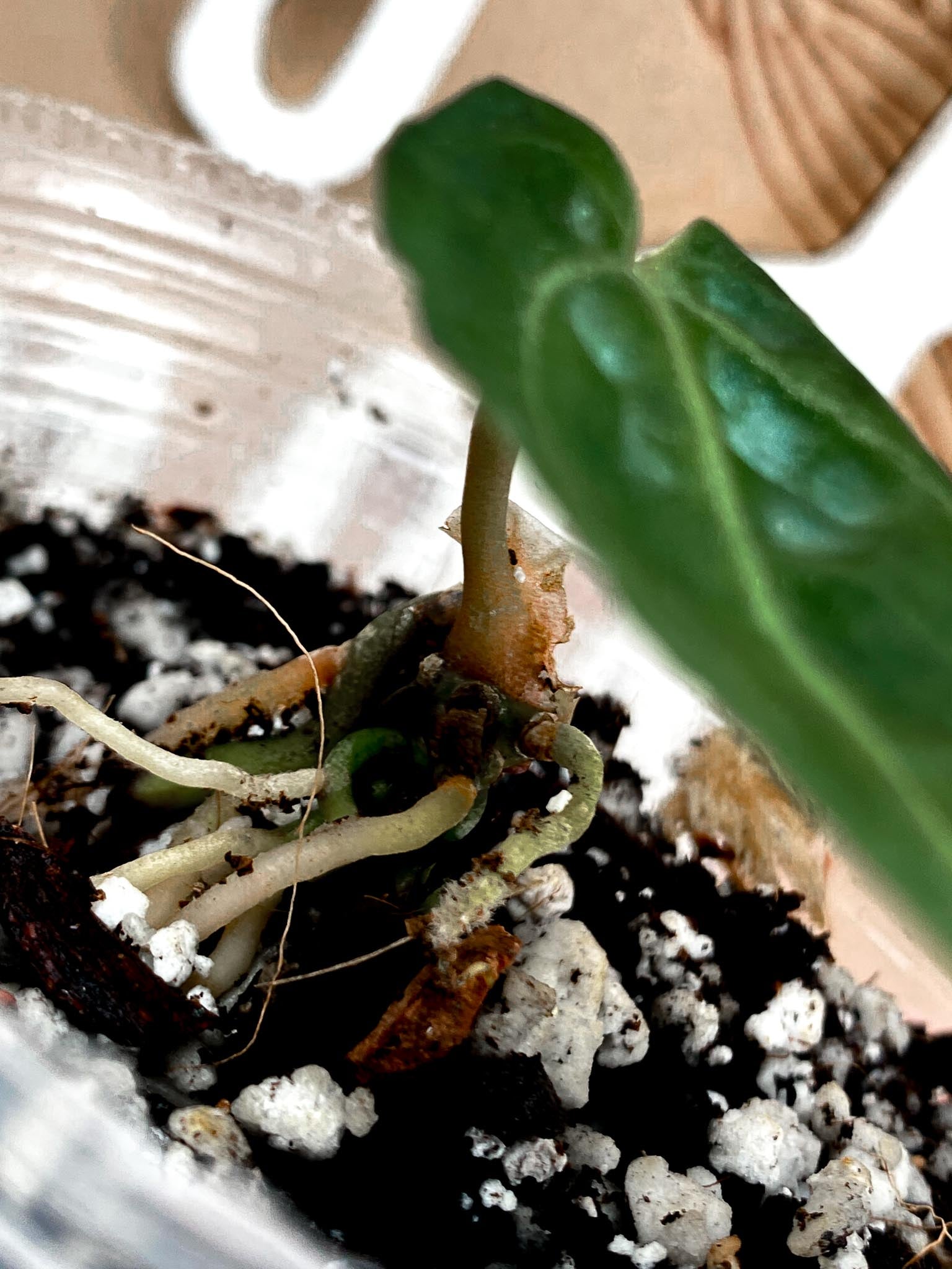 Anthurium Wonderboy x Michelle 1 leaf (rooting)
