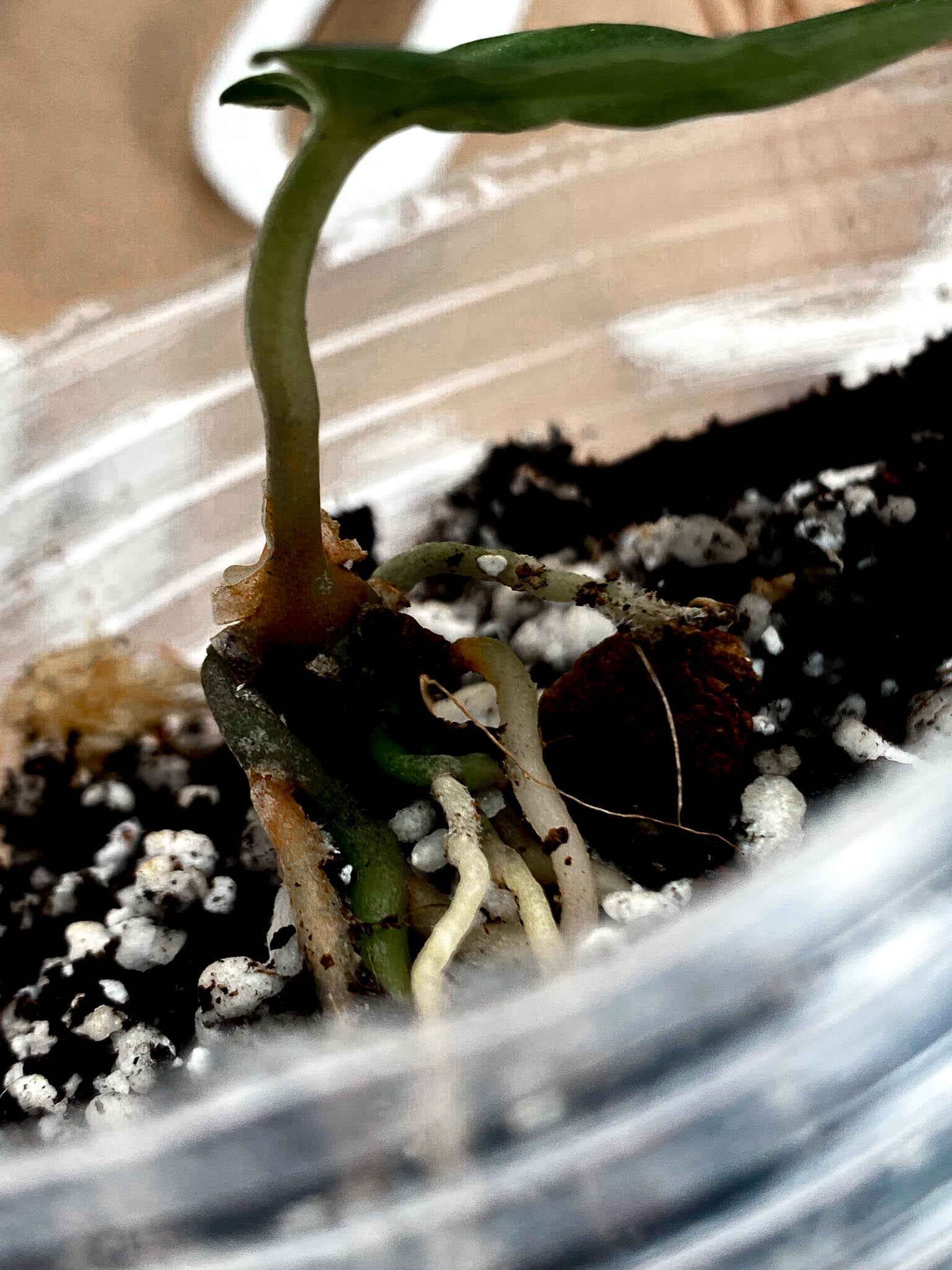 Anthurium Wonderboy x Michelle 1 leaf (rooting)