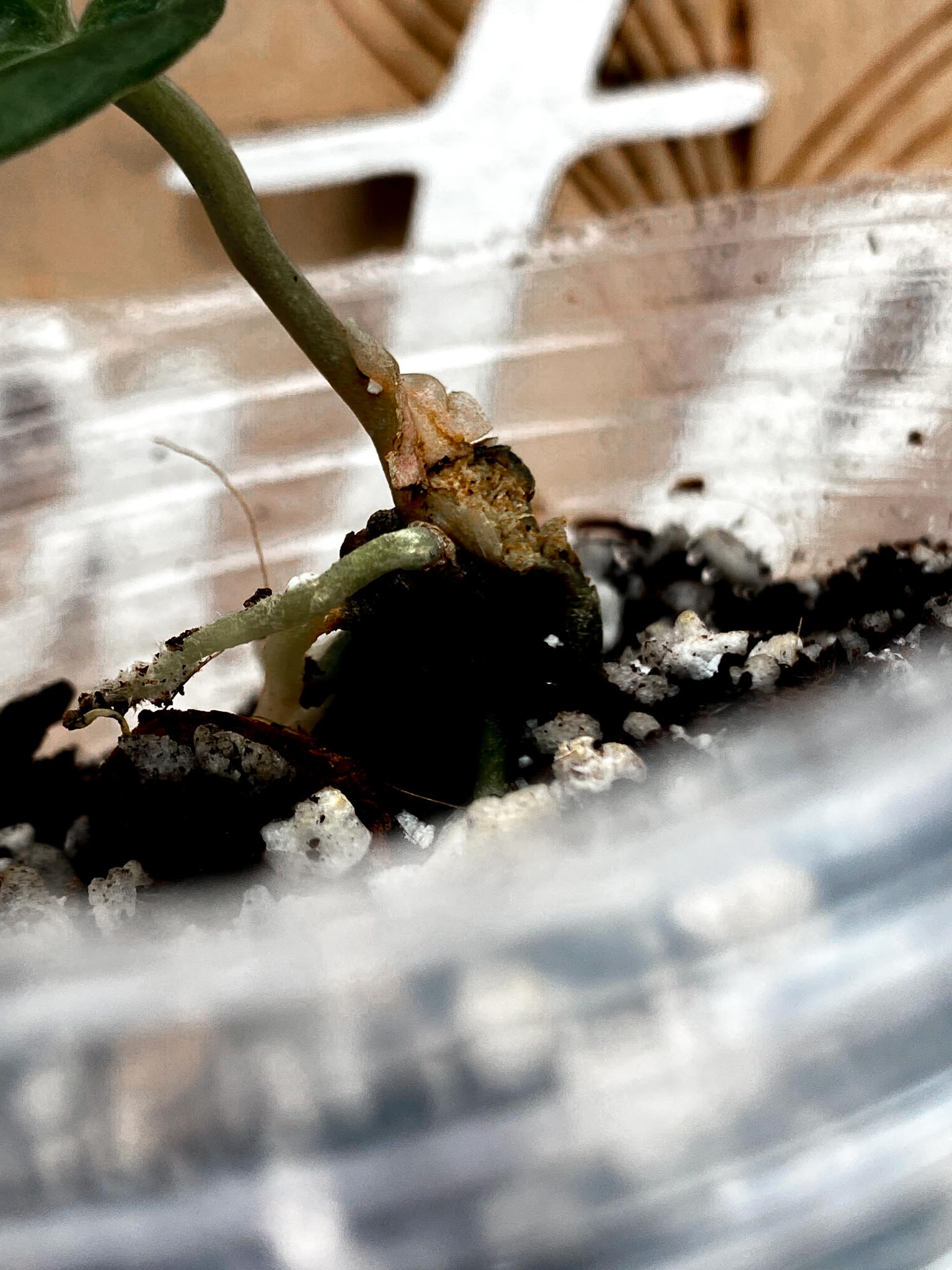 Anthurium Wonderboy x Michelle 1 leaf (rooting)