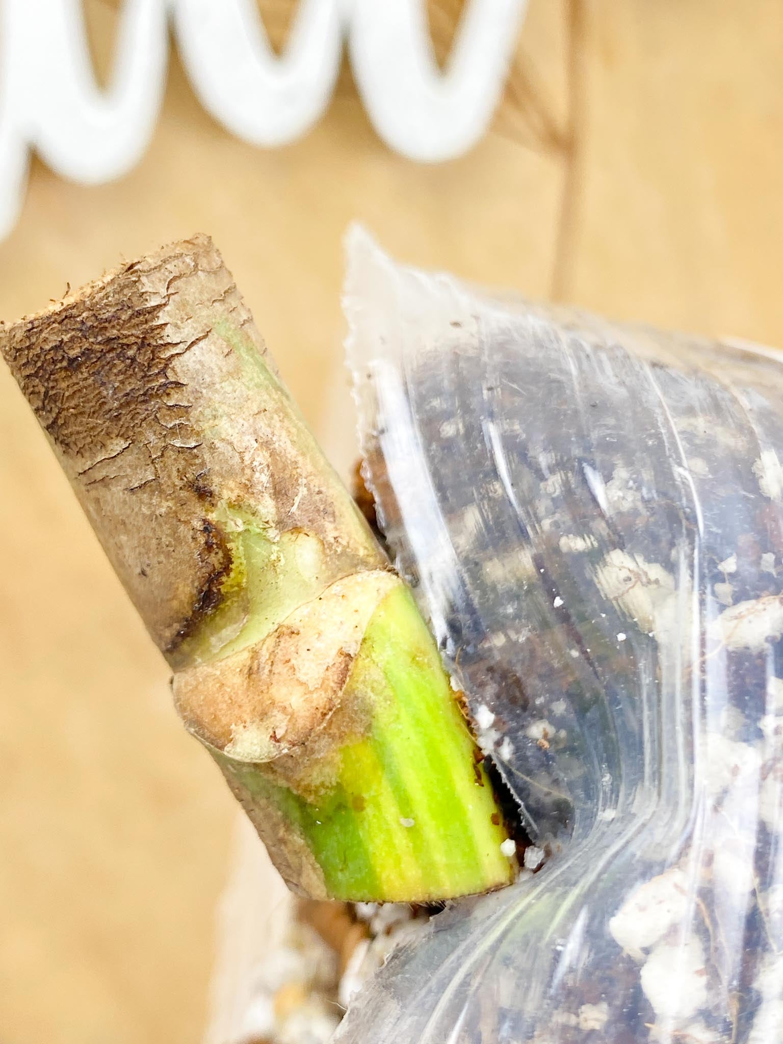 Monstera Aurea Tricolor node (slightly rooted)