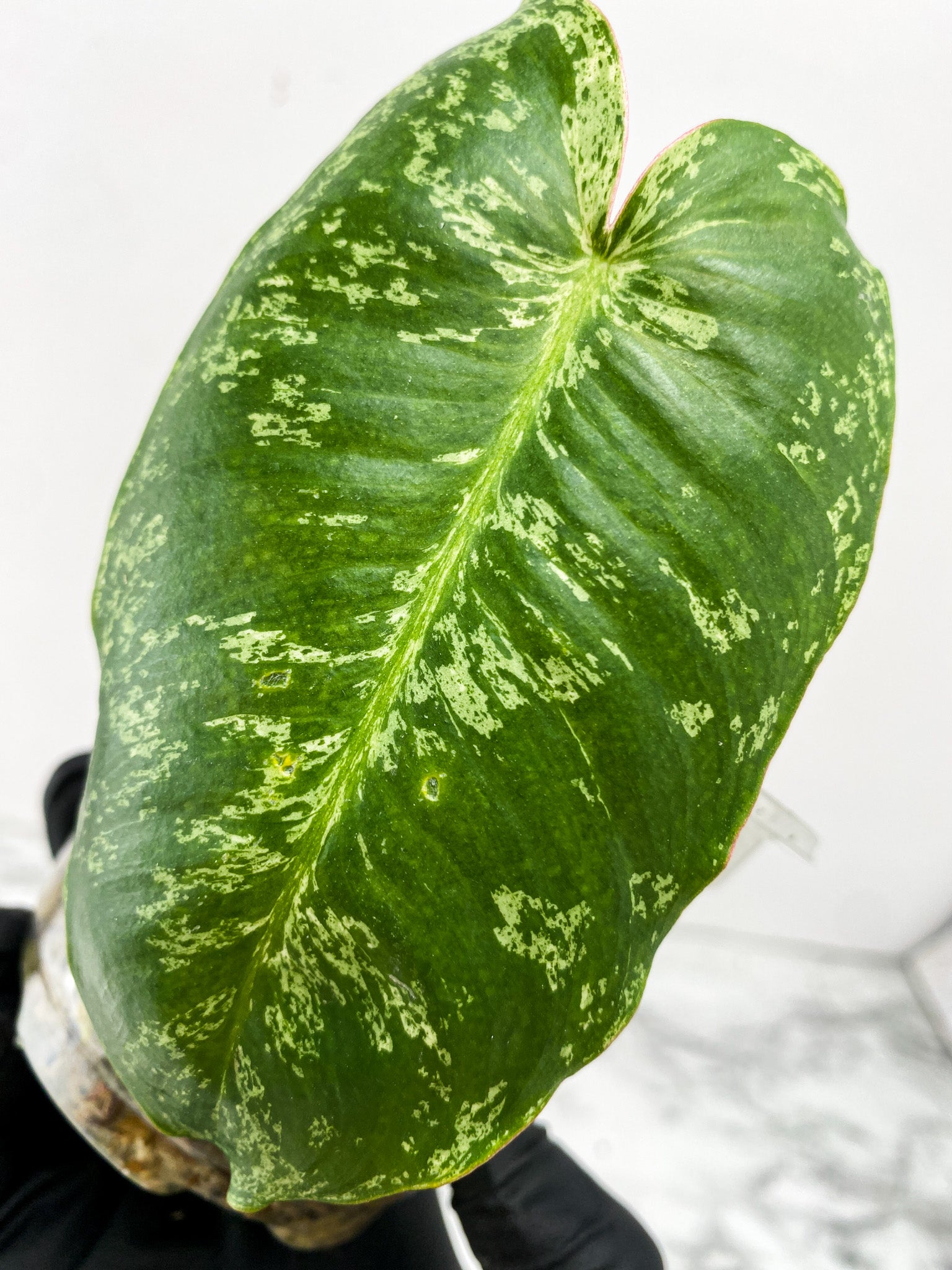 Philodendron Burle Marx Mint Variegated node with sprout