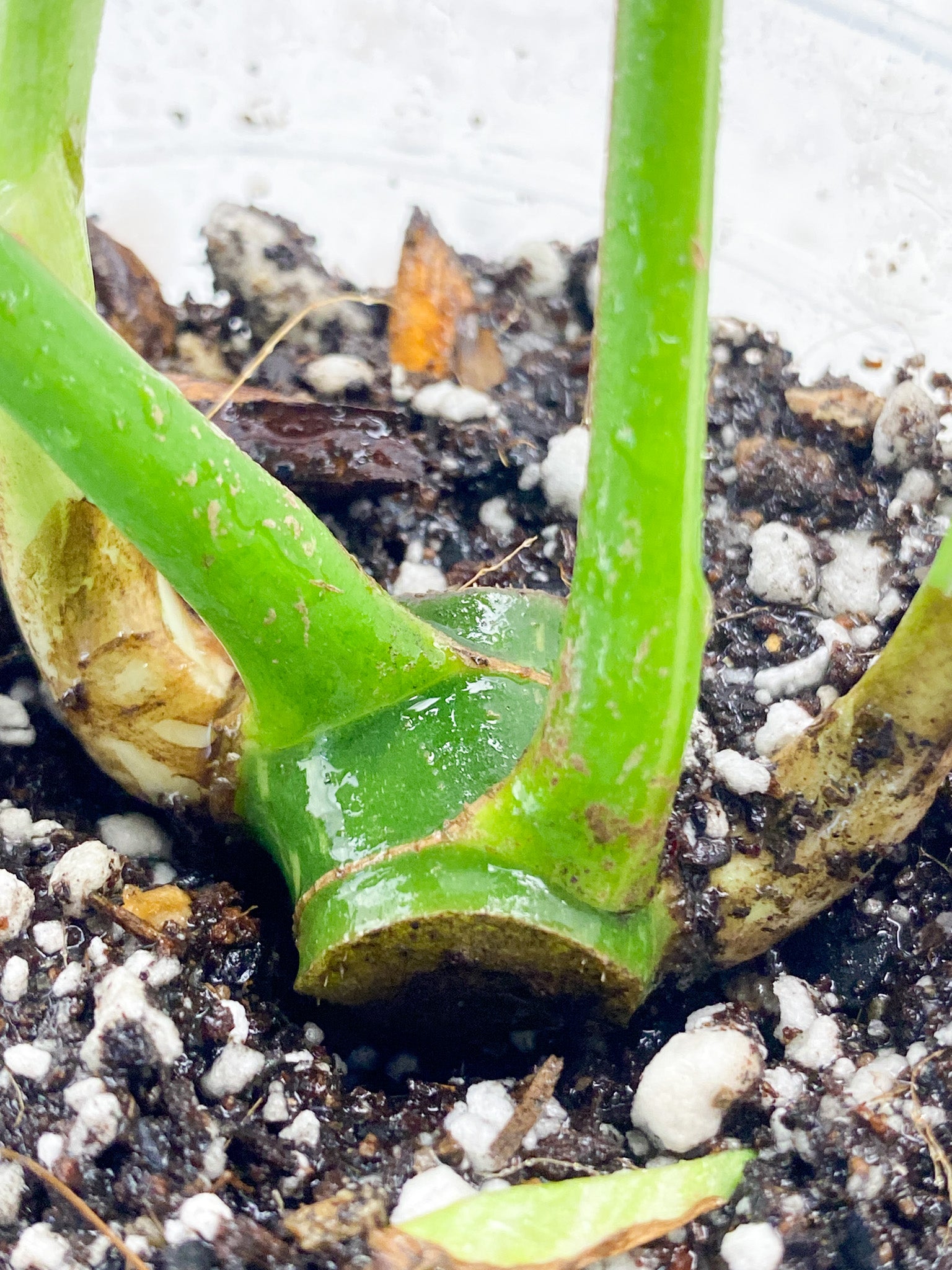 Rhaphidophora Tettrasperma Variegated 2 leaves 2 sprouts