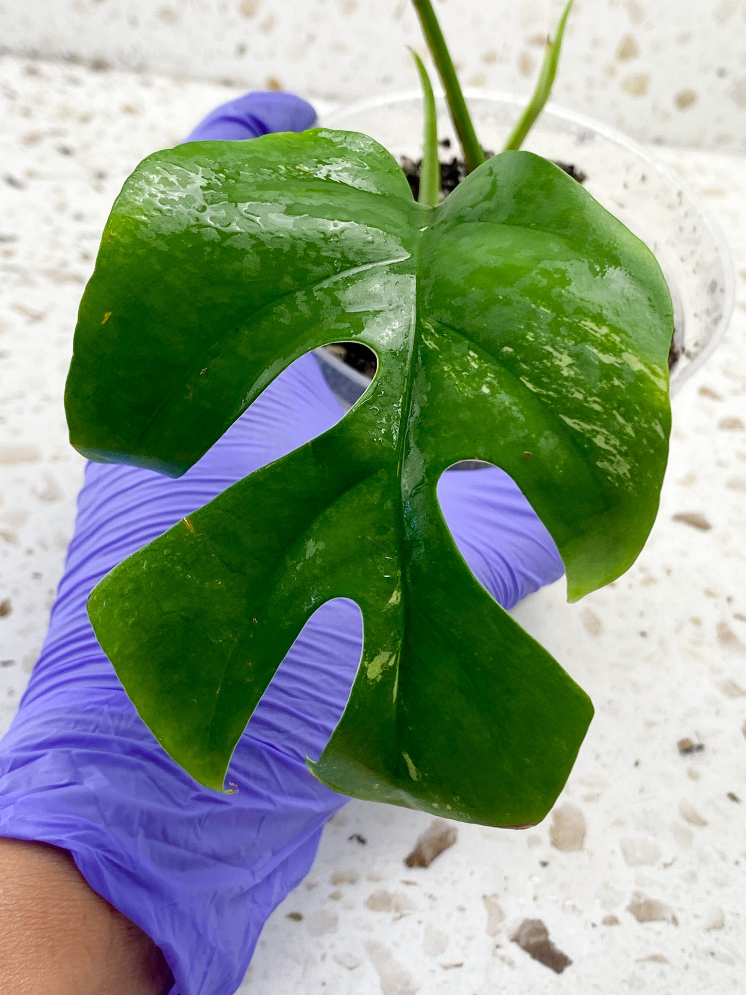 Rhaphidophora Tettrasperma Variegated 2 leaves 2 sprouts