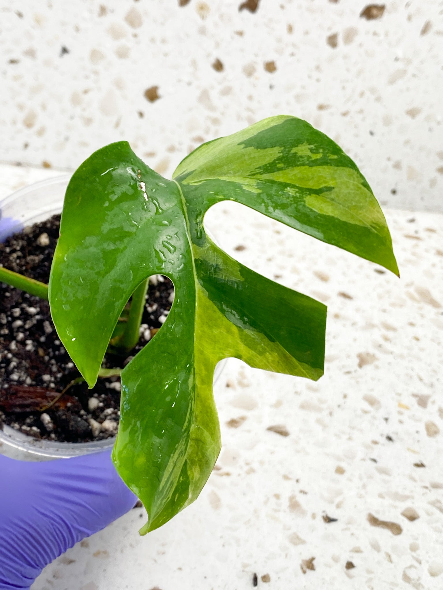 Rhaphidophora Tettrasperma Variegated 2 leaves 2 sprouts