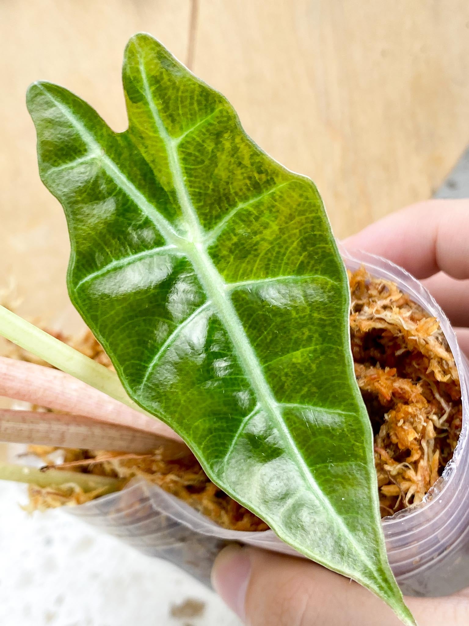 Alocasia pseudo Sanderiana Bull Aurea Variegated 4 leaf top cutting highly variegated with 1 off shoot.