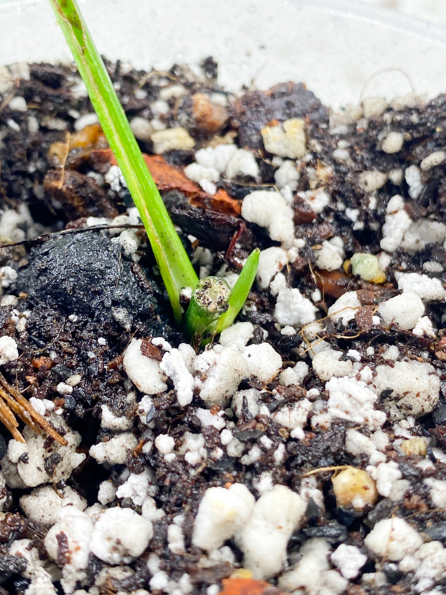 Monstera Acuminata Variegated 1 leaf 1 sprout