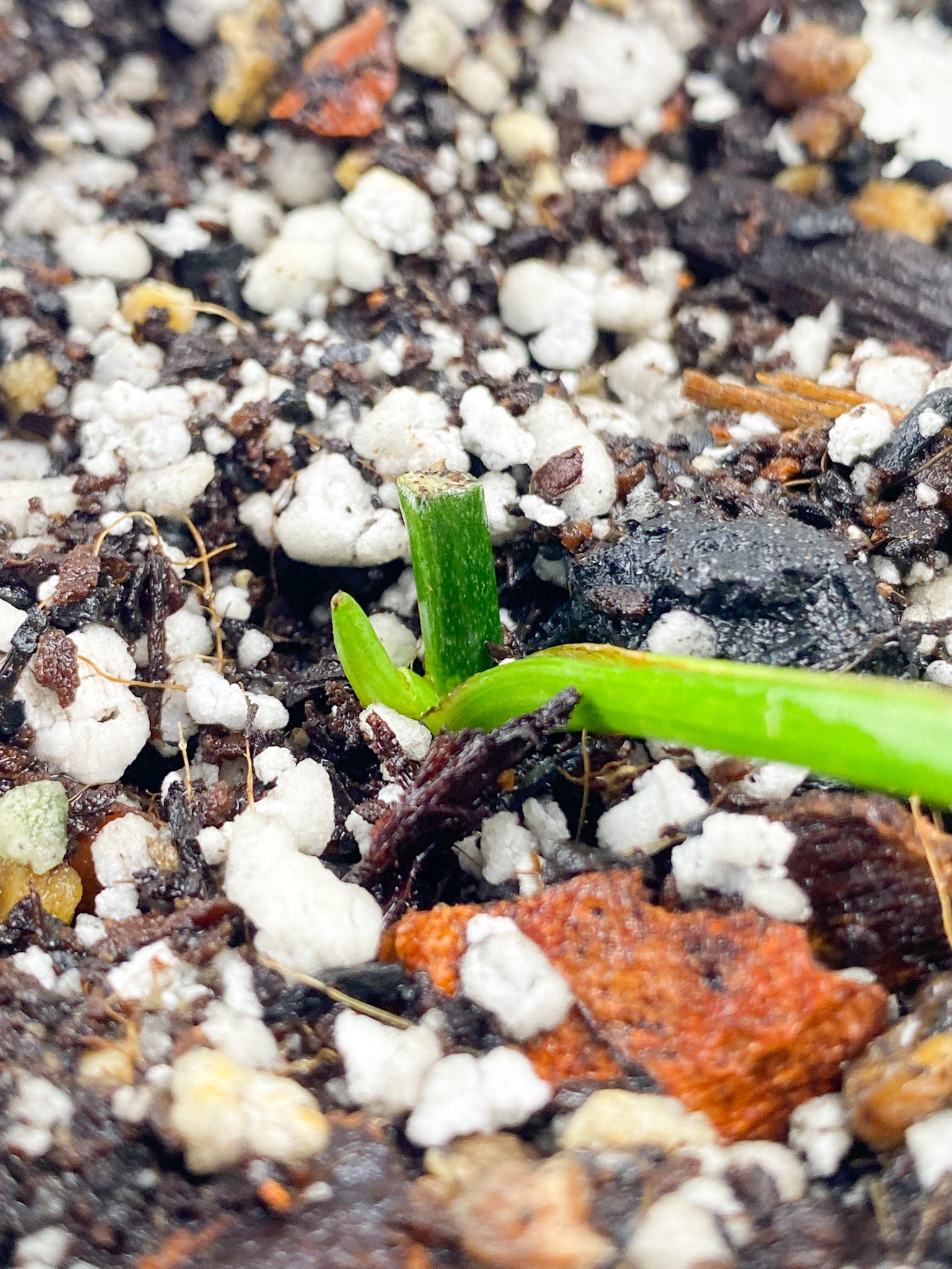 Monstera Acuminata Variegated 1 leaf 1 sprout