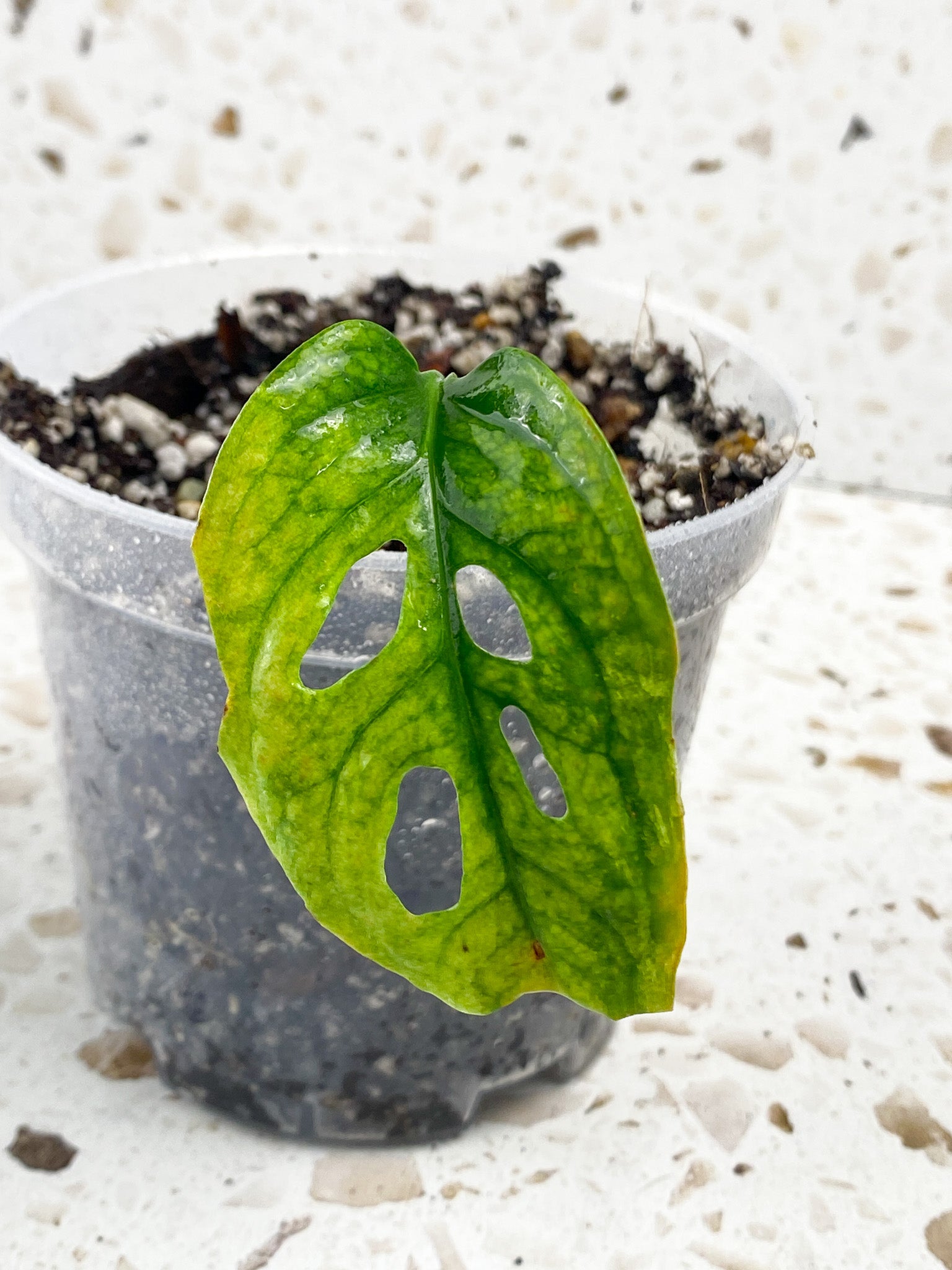 Monstera Acuminata Variegated 1 leaf 1 sprout