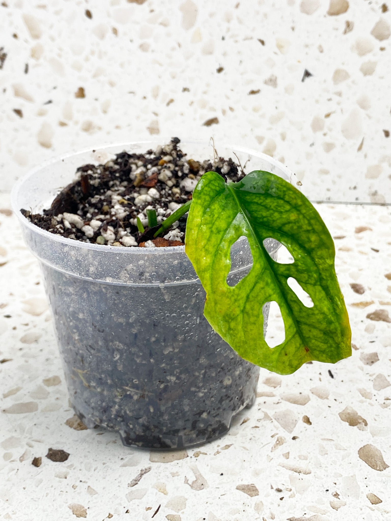 Monstera Acuminata Variegated 1 leaf 1 sprout