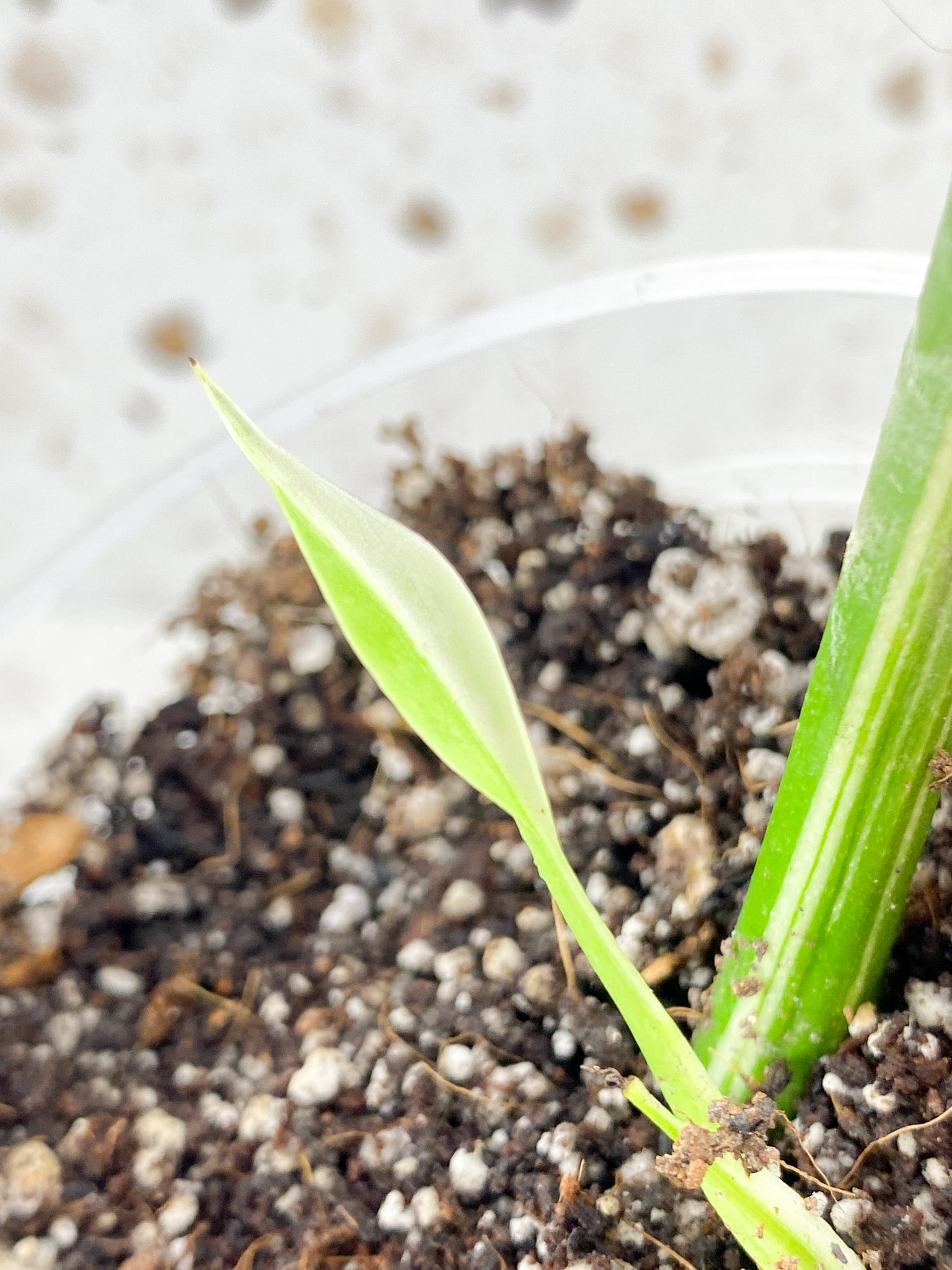 Monstera Albo Variegated 1 leaf 1 sprout