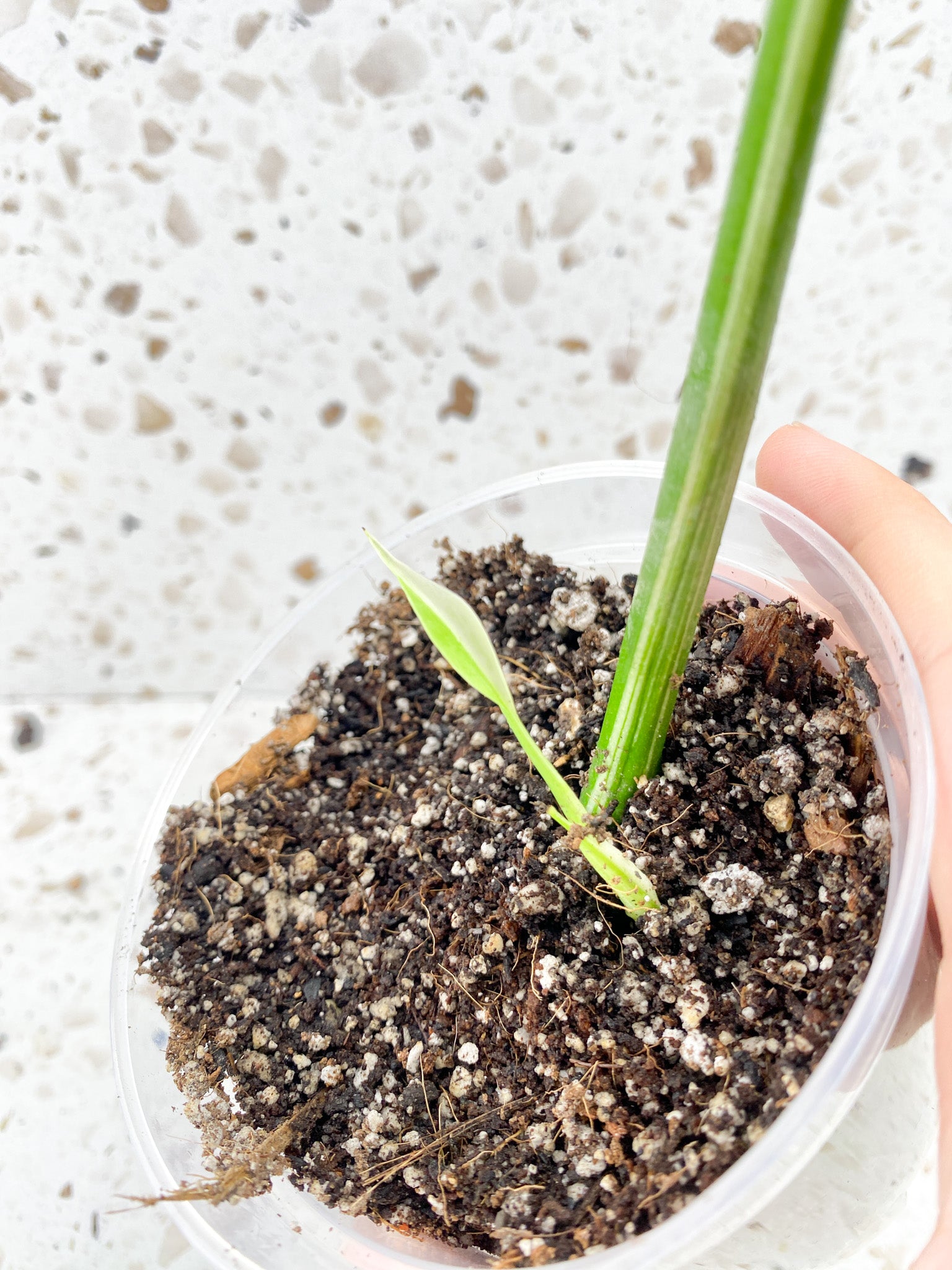 Monstera Albo Variegated 1 leaf 1 sprout