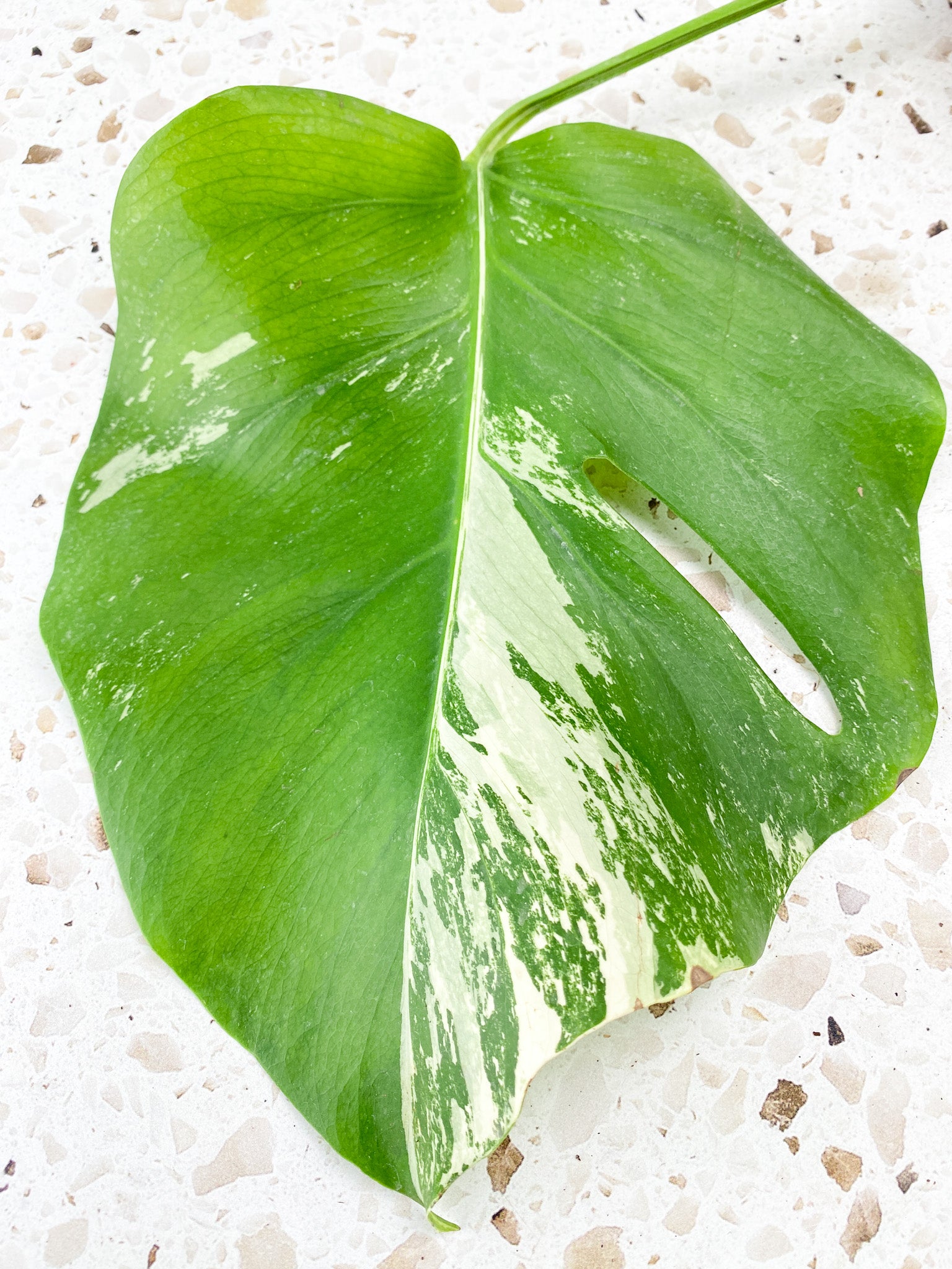 Monstera Albo Variegated 1 leaf 1 sprout