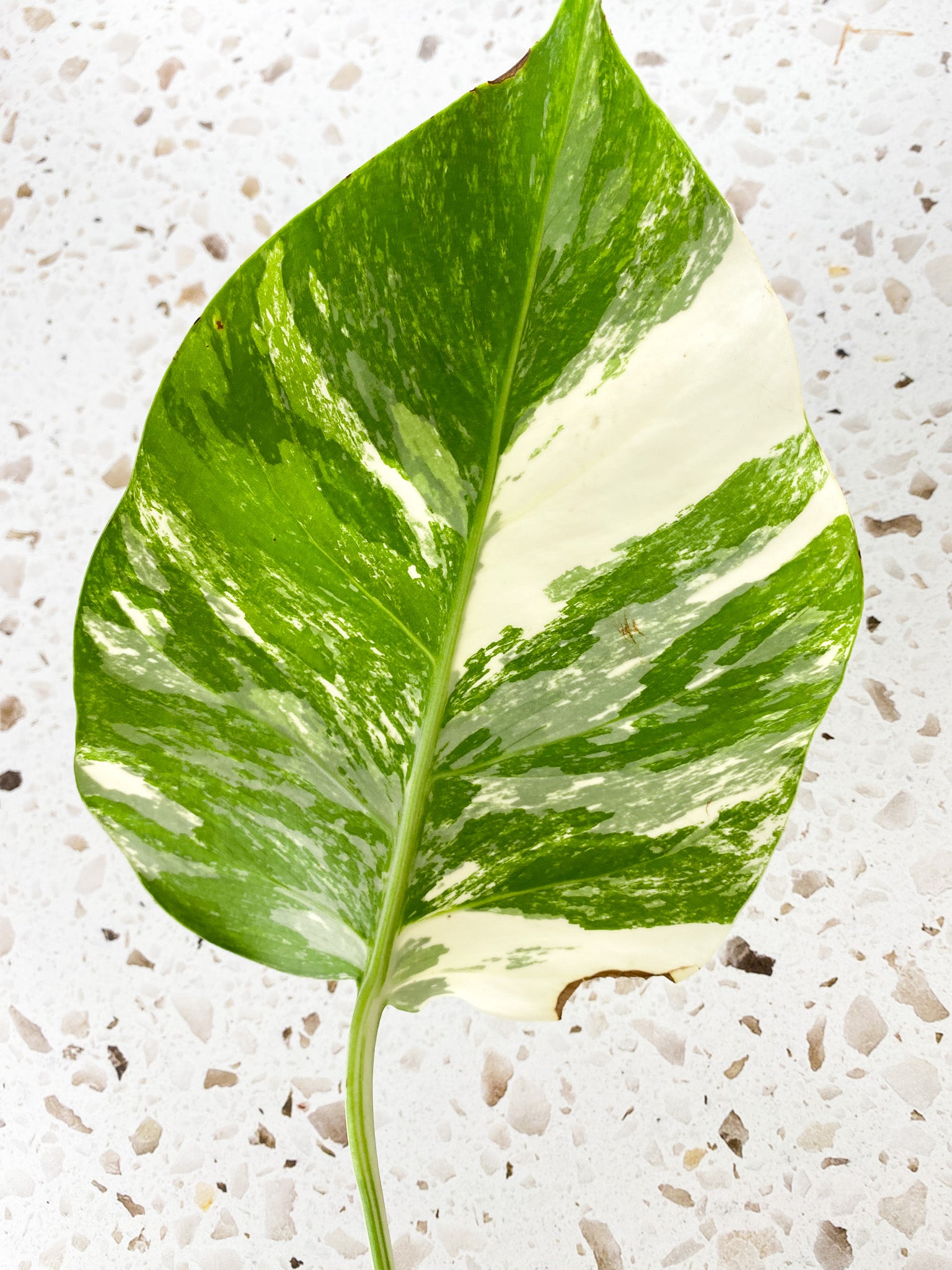 Monstera Albo White Tiger 1 leaf