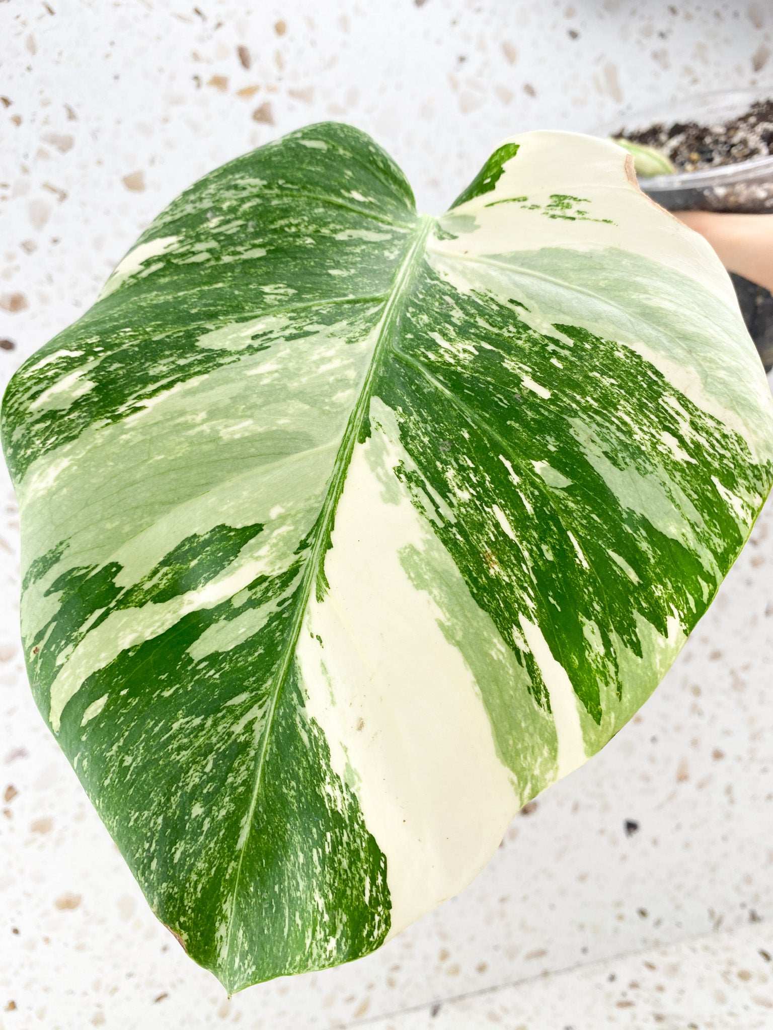 Monstera Albo White Tiger 1 leaf