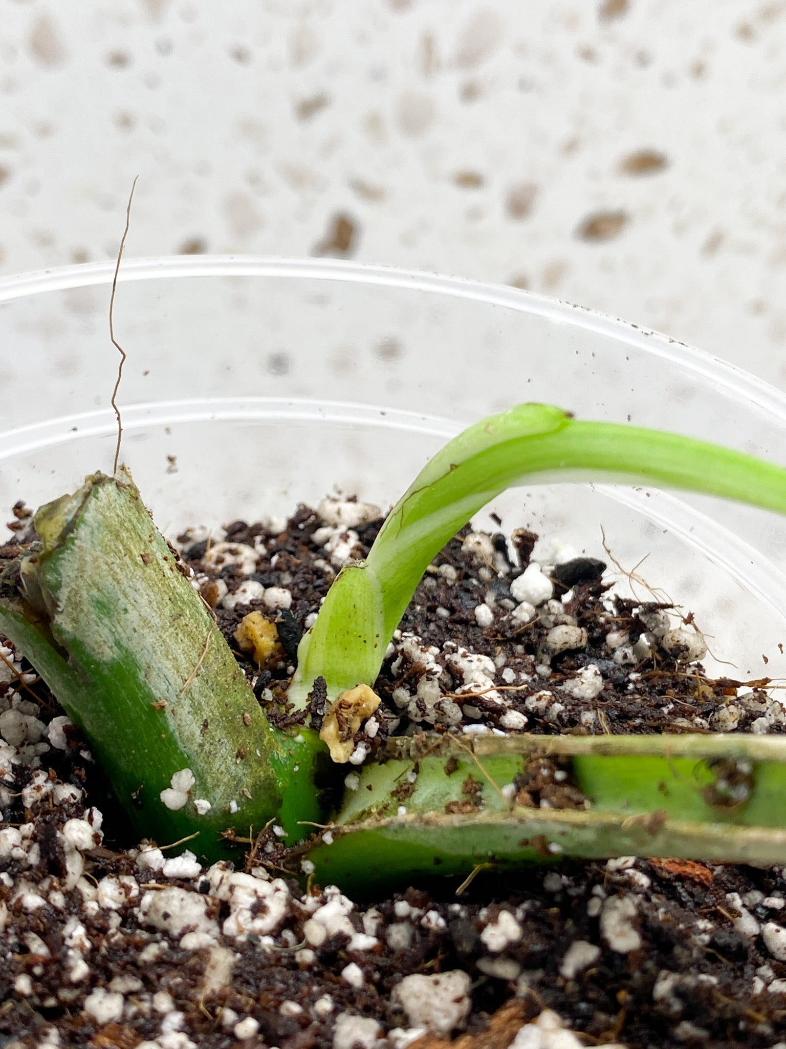 Monstera Aurea Tricolor 1 leaf 1 sprout