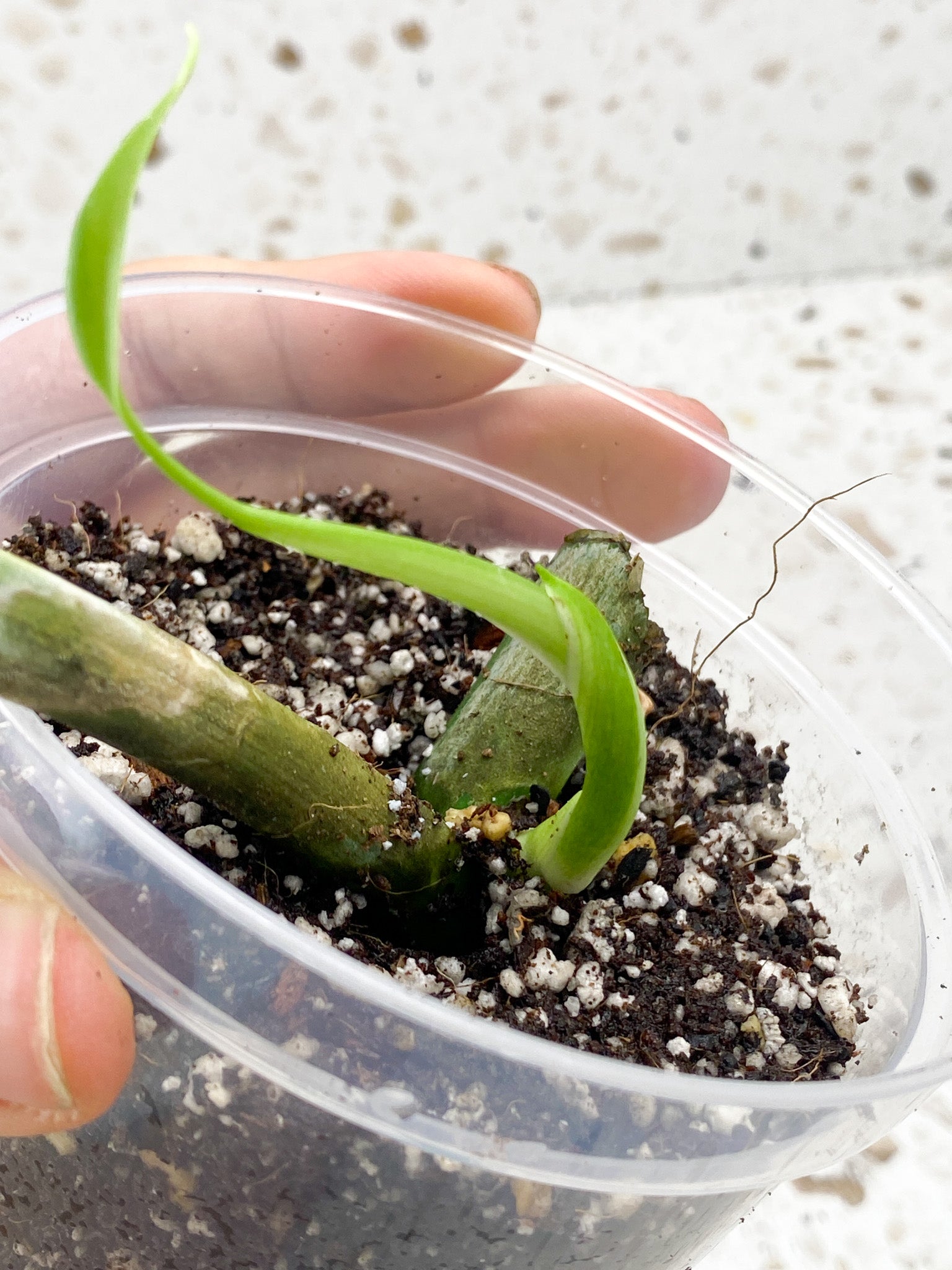 Monstera Aurea Tricolor 1 leaf 1 sprout