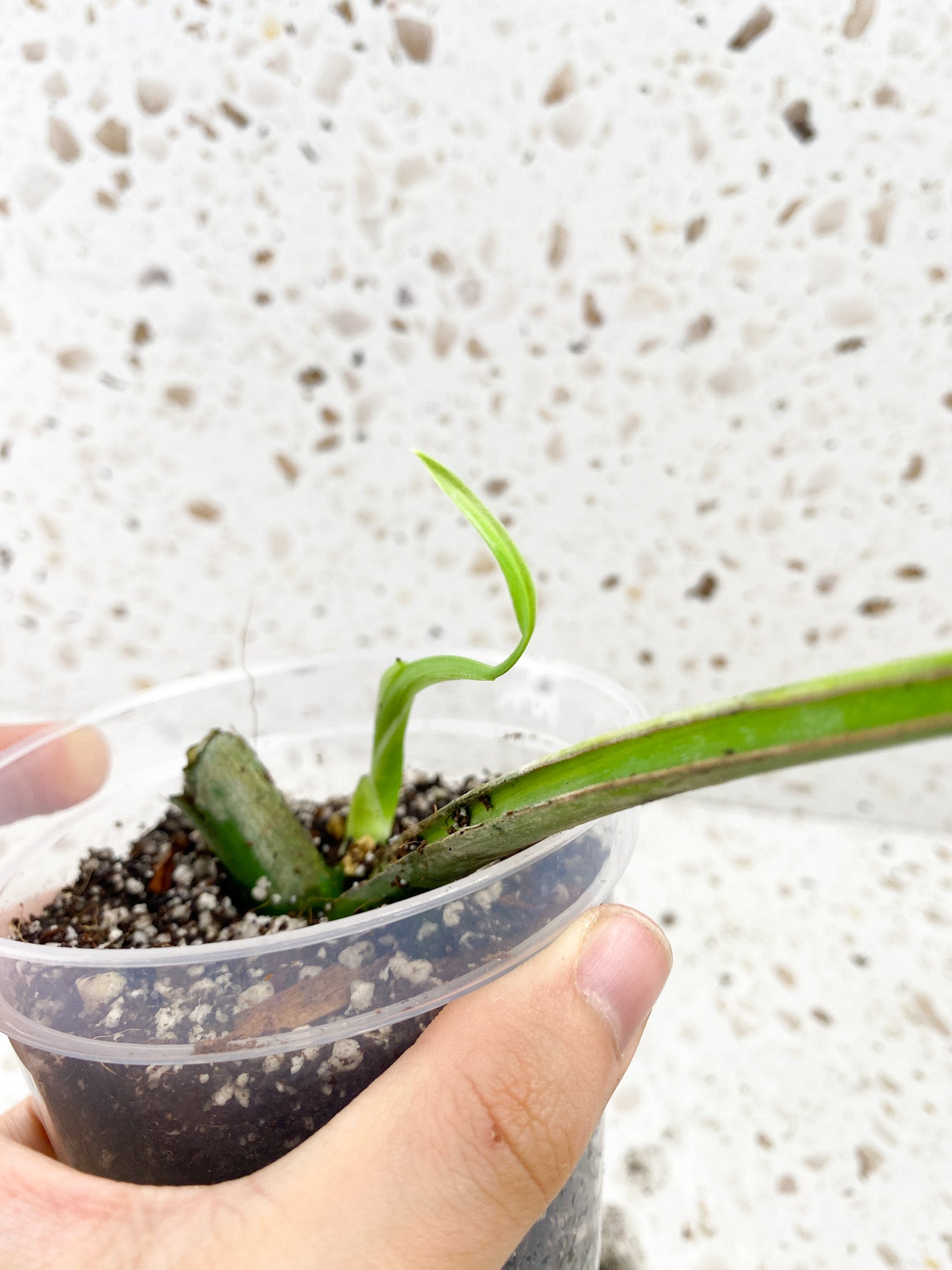 Monstera Aurea Tricolor 1 leaf 1 sprout