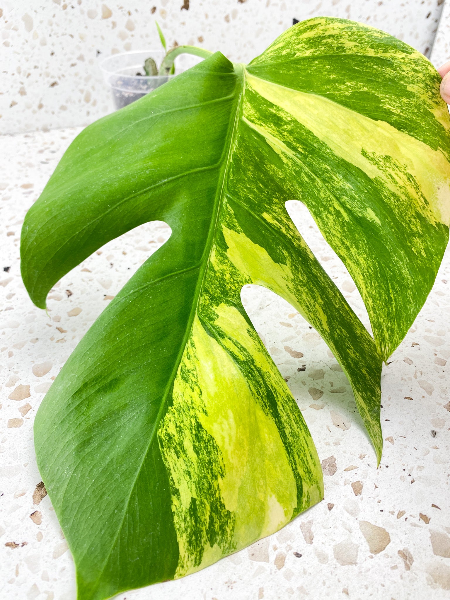 Monstera Aurea Tricolor 1 leaf 1 sprout