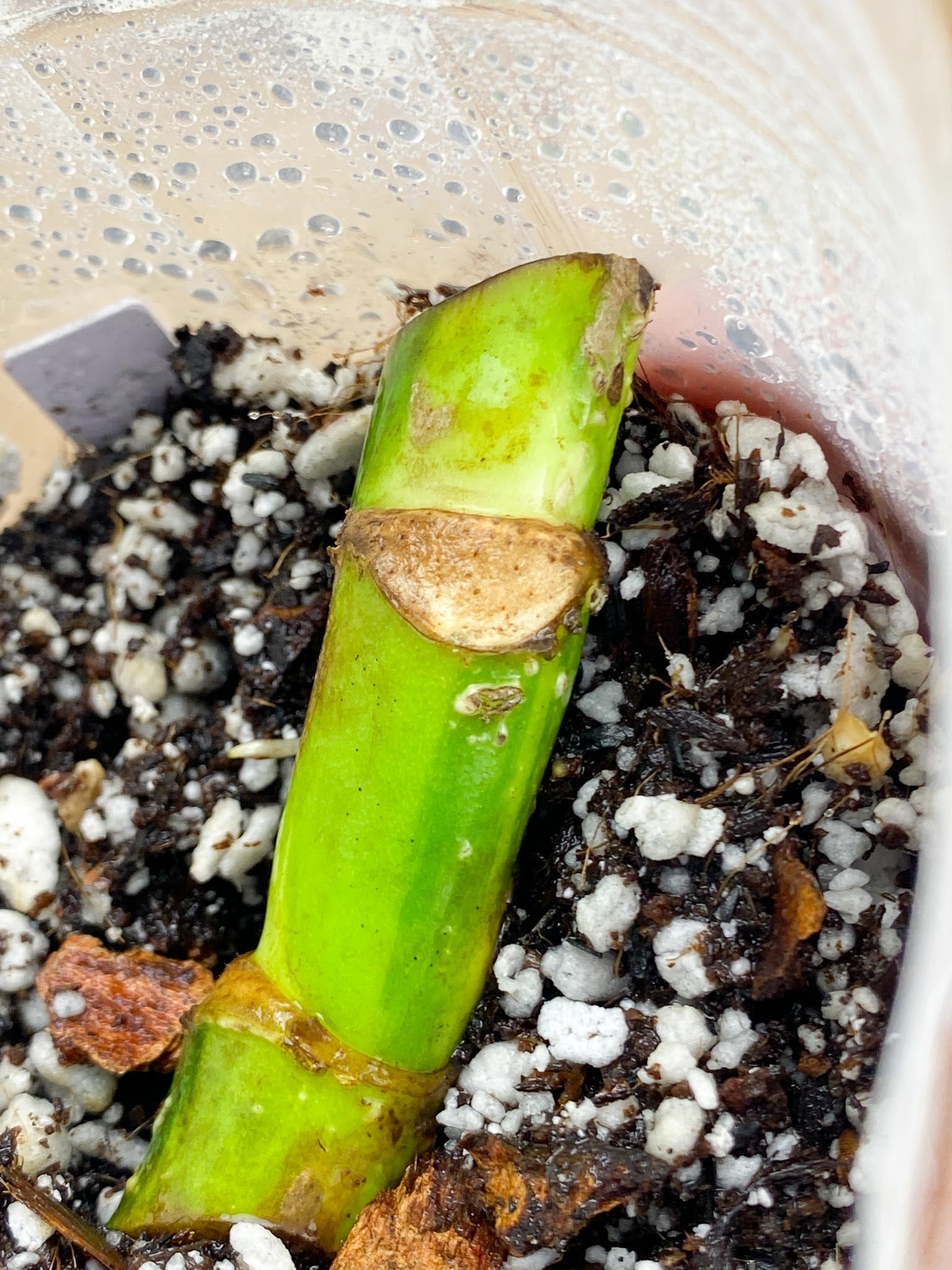 Monstera Aurea Tricolor double node Slightly Rooted (Grower's choice)