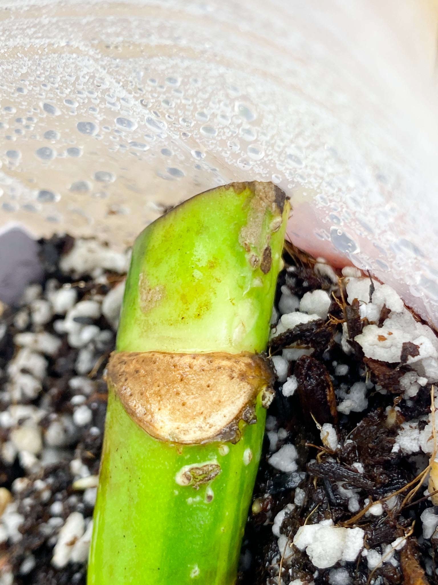 Monstera Aurea Tricolor double node Slightly Rooted (Grower's choice)