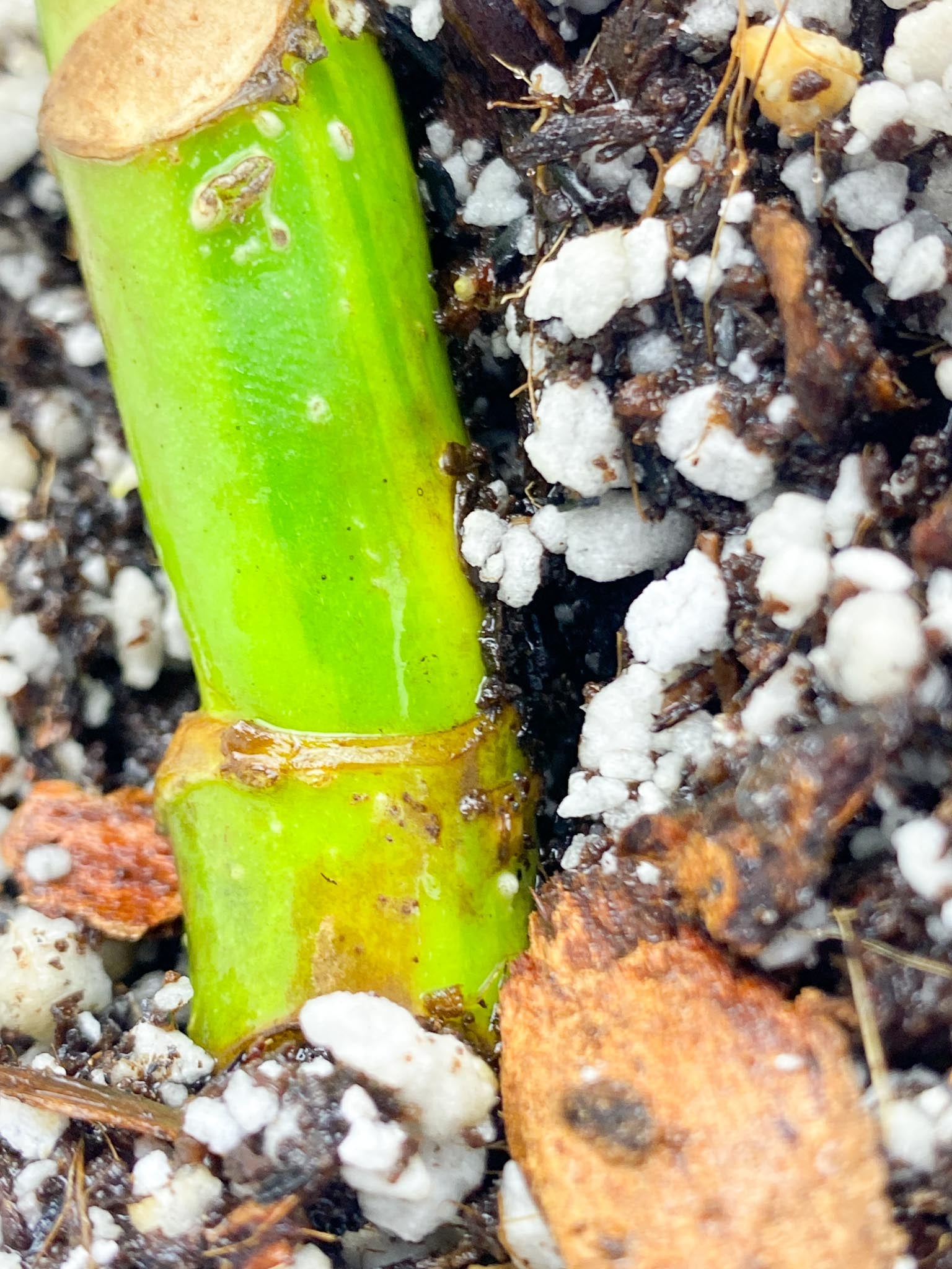 Monstera Aurea Tricolor double node Slightly Rooted (Grower's choice)