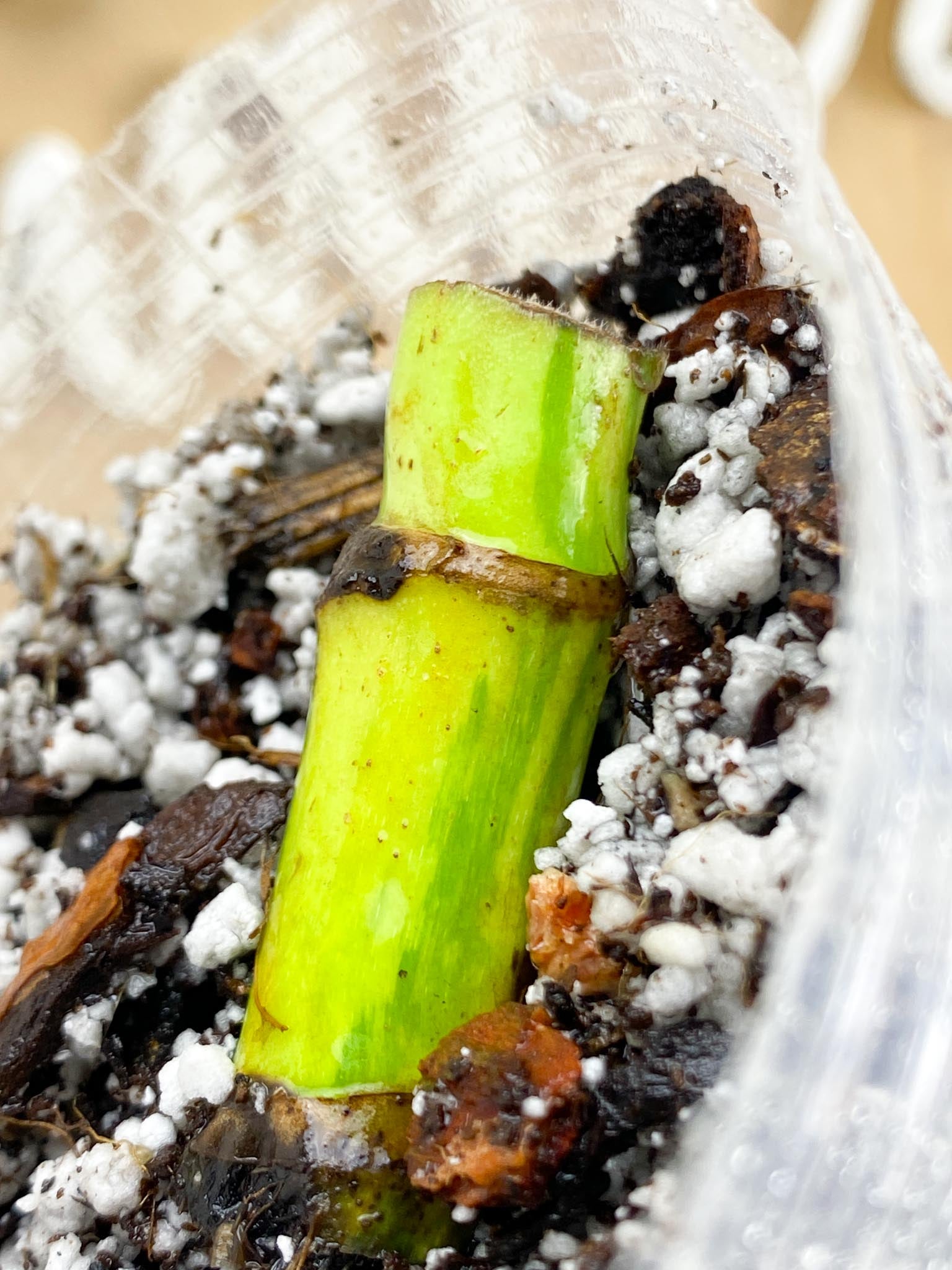 Monstera Aurea Tricolor double node Slightly Rooted (Grower's choice)