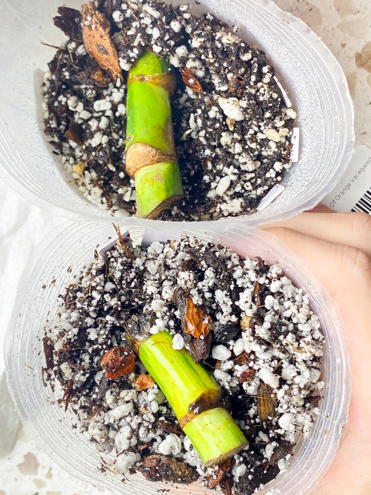 Monstera Aurea Tricolor double node Slightly Rooted (Grower's choice)