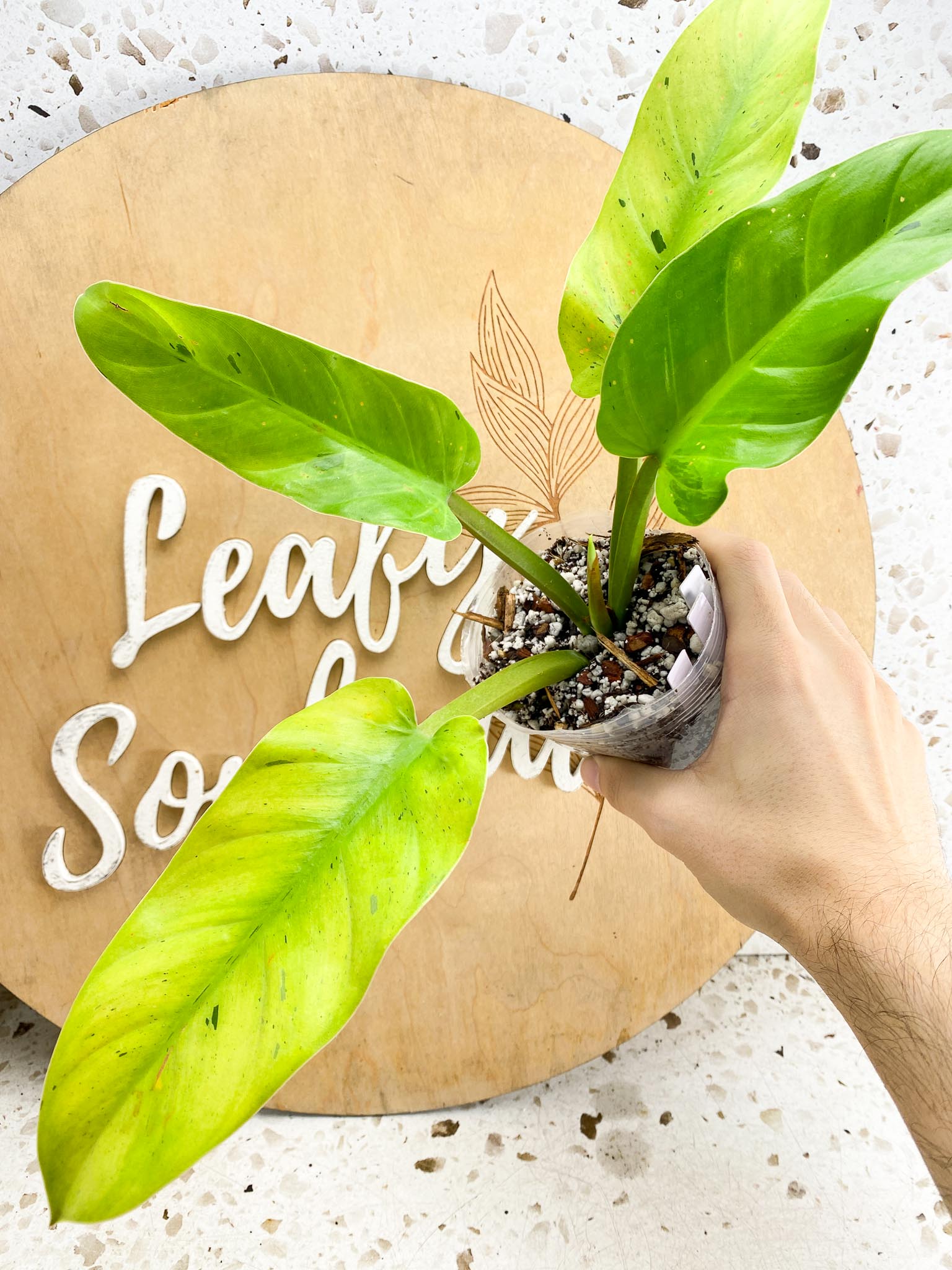 Philodendron Ruay Sap Variegated Multiple Leaves top cutting Slightly Rooted