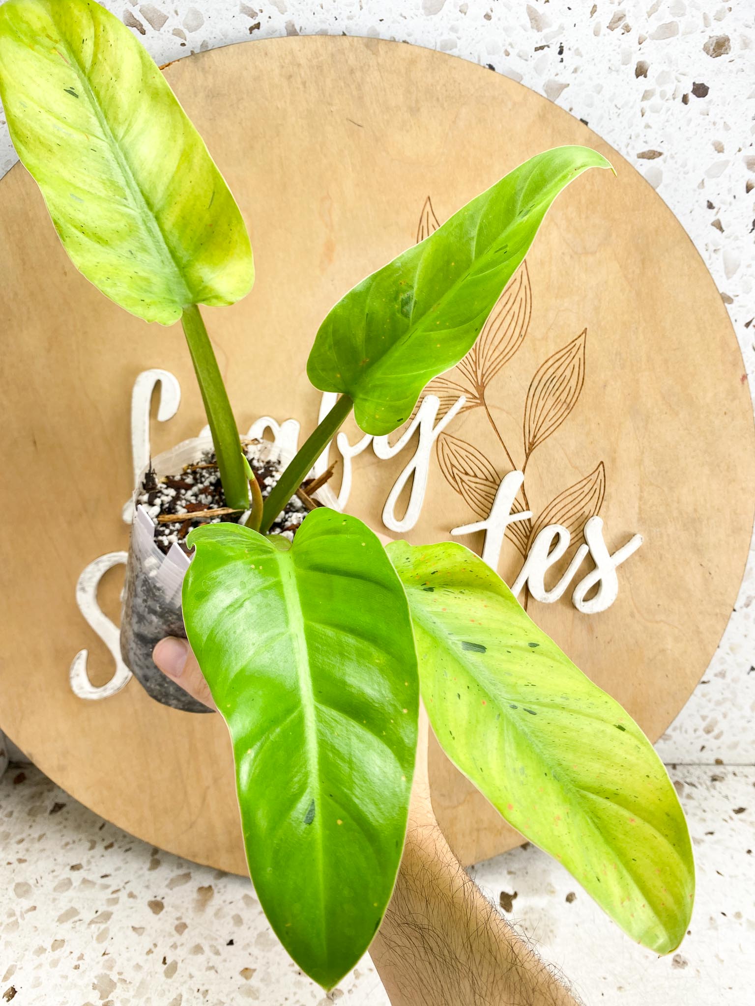 Philodendron Ruay Sap Variegated Multiple Leaves top cutting Slightly Rooted