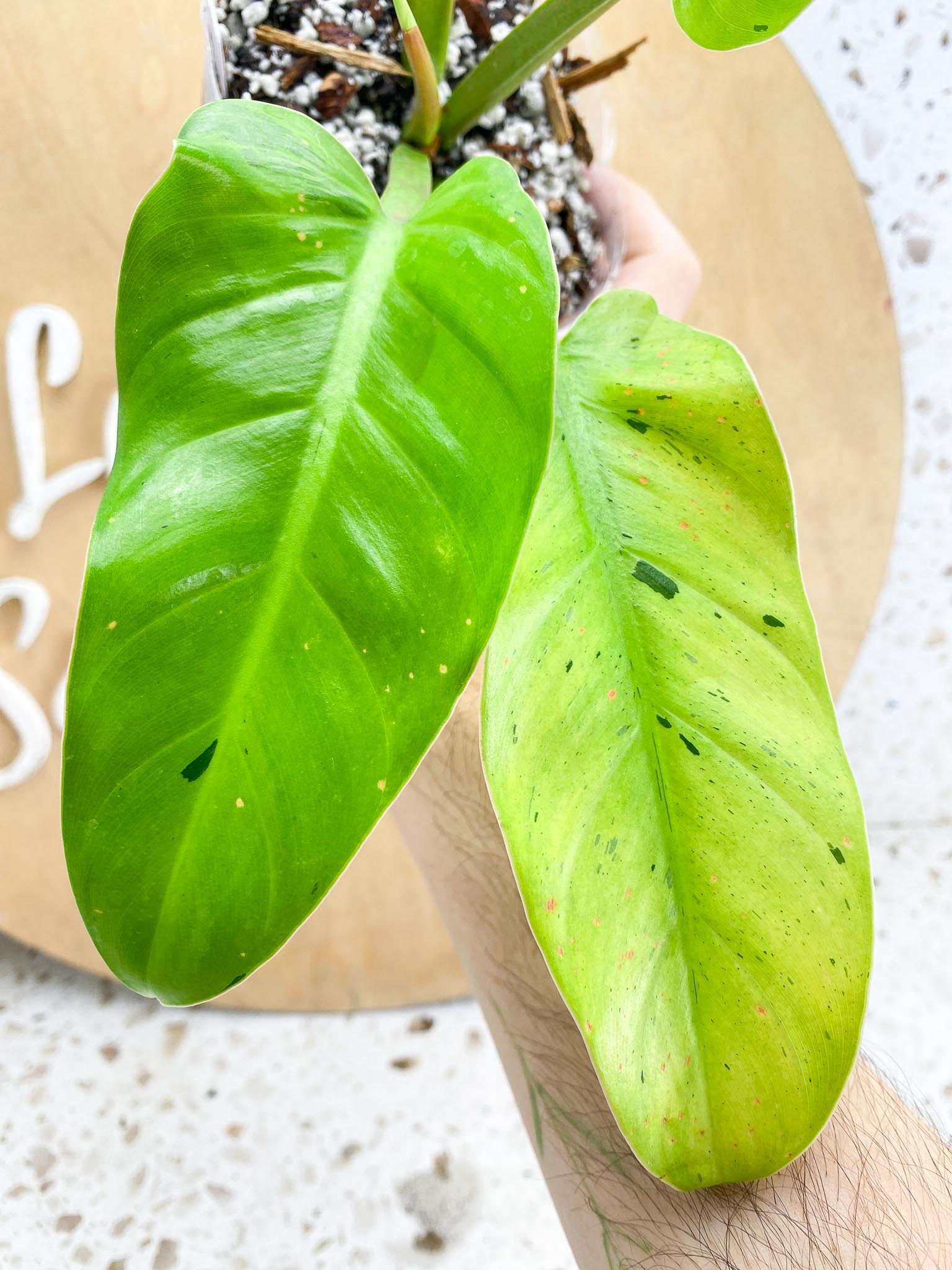 Philodendron Ruay Sap Variegated Multiple Leaves top cutting Slightly Rooted