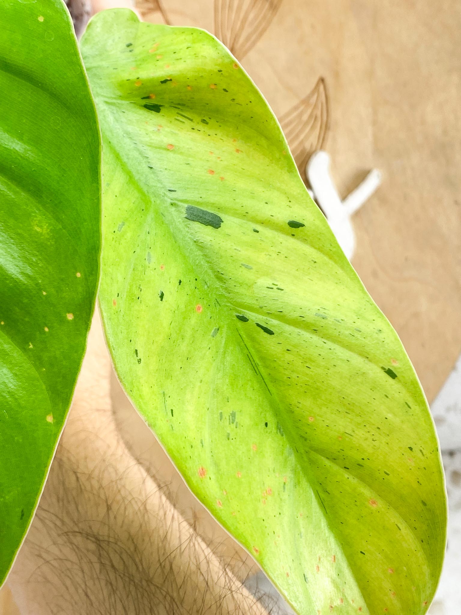 Philodendron Ruay Sap Variegated Multiple Leaves top cutting Slightly Rooted