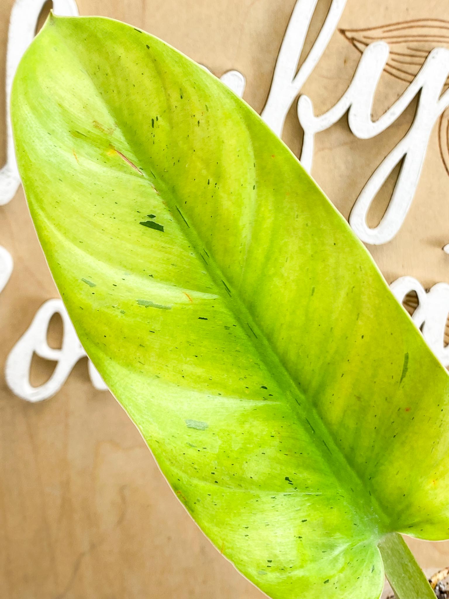 Philodendron Ruay Sap Variegated Multiple Leaves top cutting Slightly Rooted
