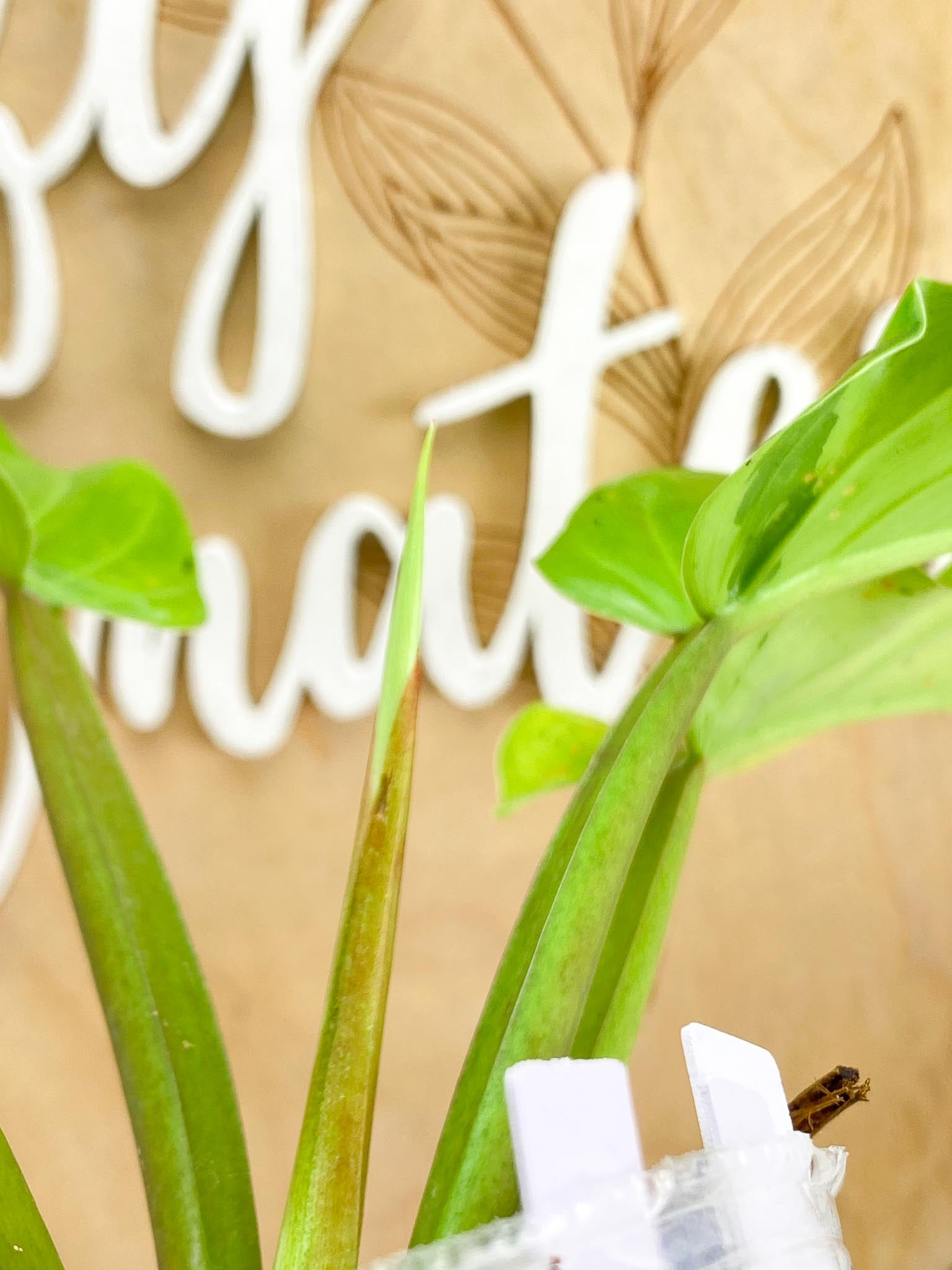 Philodendron Ruay Sap Variegated Multiple Leaves top cutting Slightly Rooted