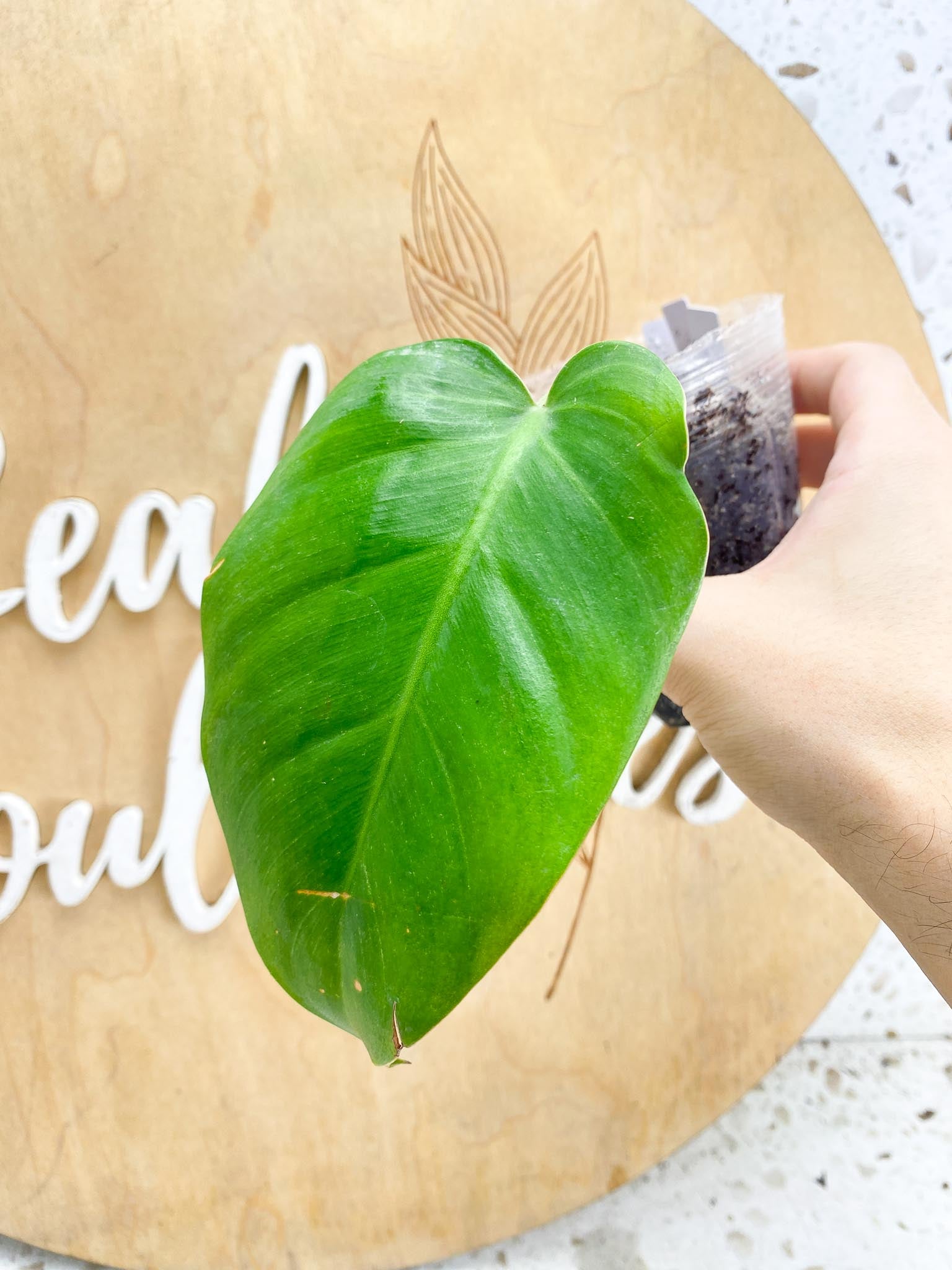 *Philodendron Red moon Variegated 1 Leaf 1 Node 1 Sprout Slightly Rooted