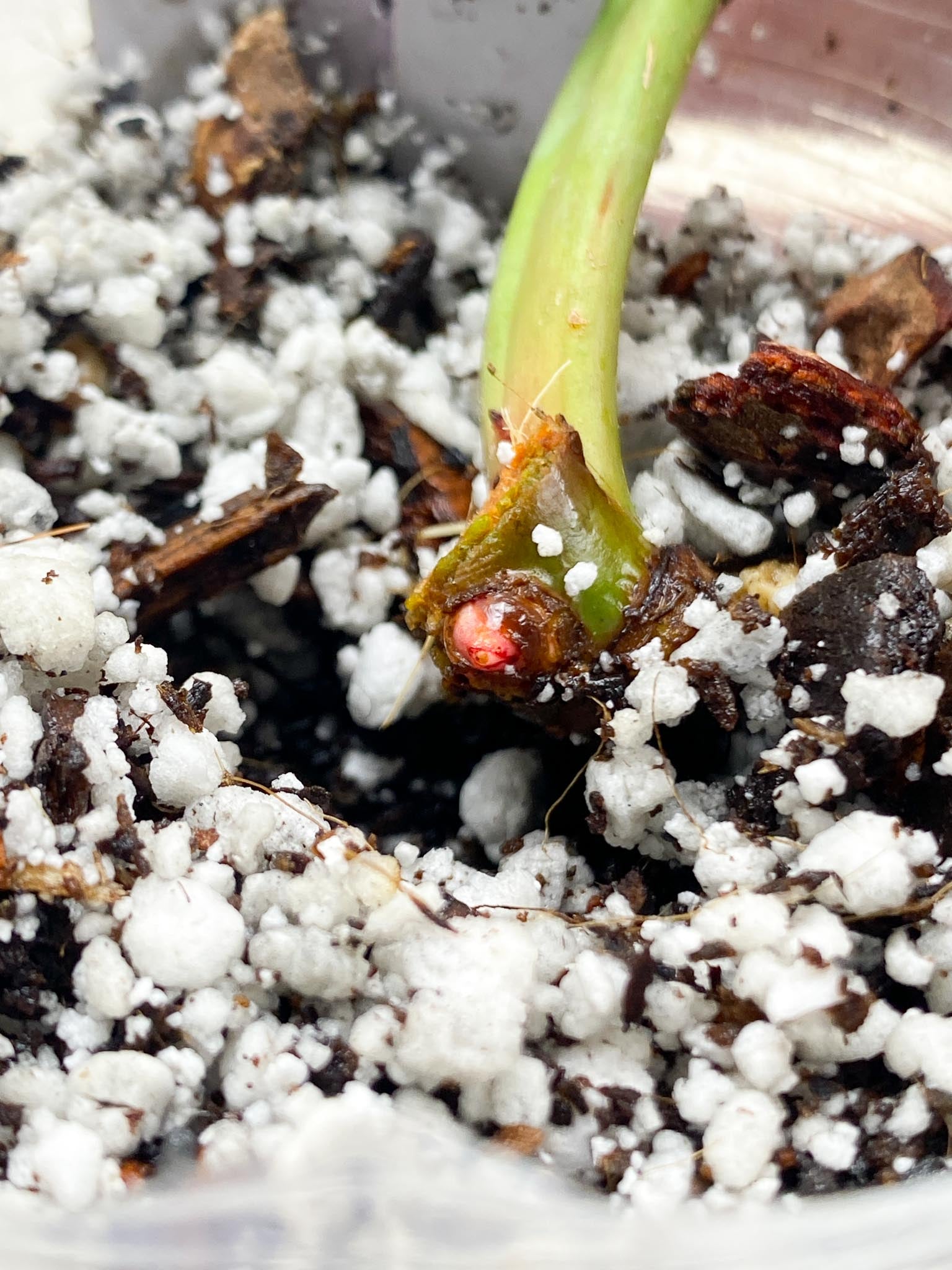 *Philodendron Red moon Variegated 1 Leaf 1 Node 1 Sprout Slightly Rooted