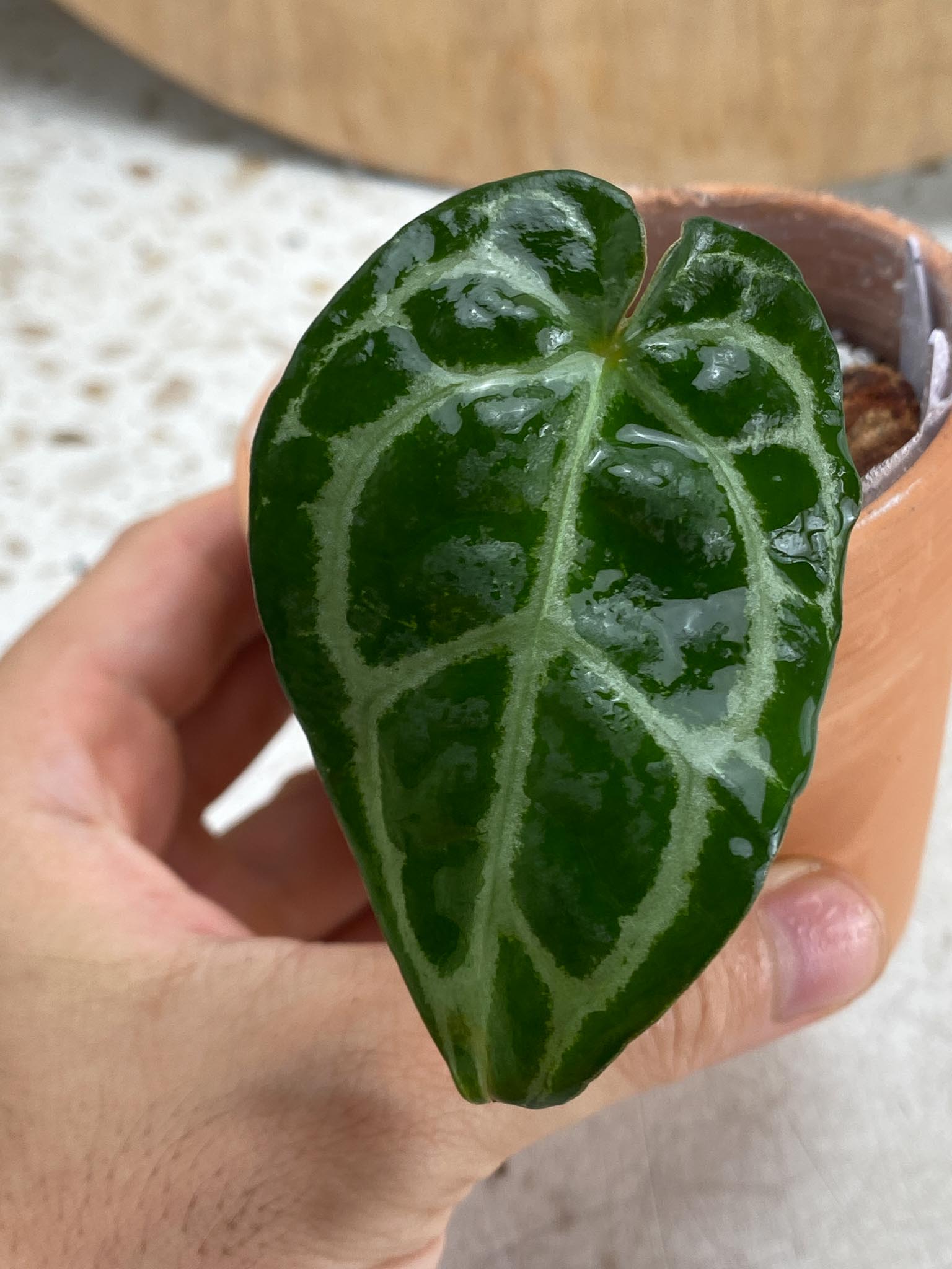 Anthurium Wonderboy X Michelle 1 Leaf 1 Node Rooting Rooted