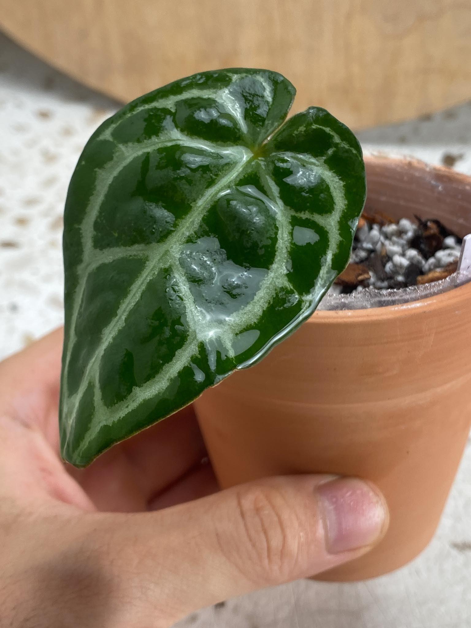 Anthurium Wonderboy X Michelle 1 Leaf 1 Node Rooting Rooted