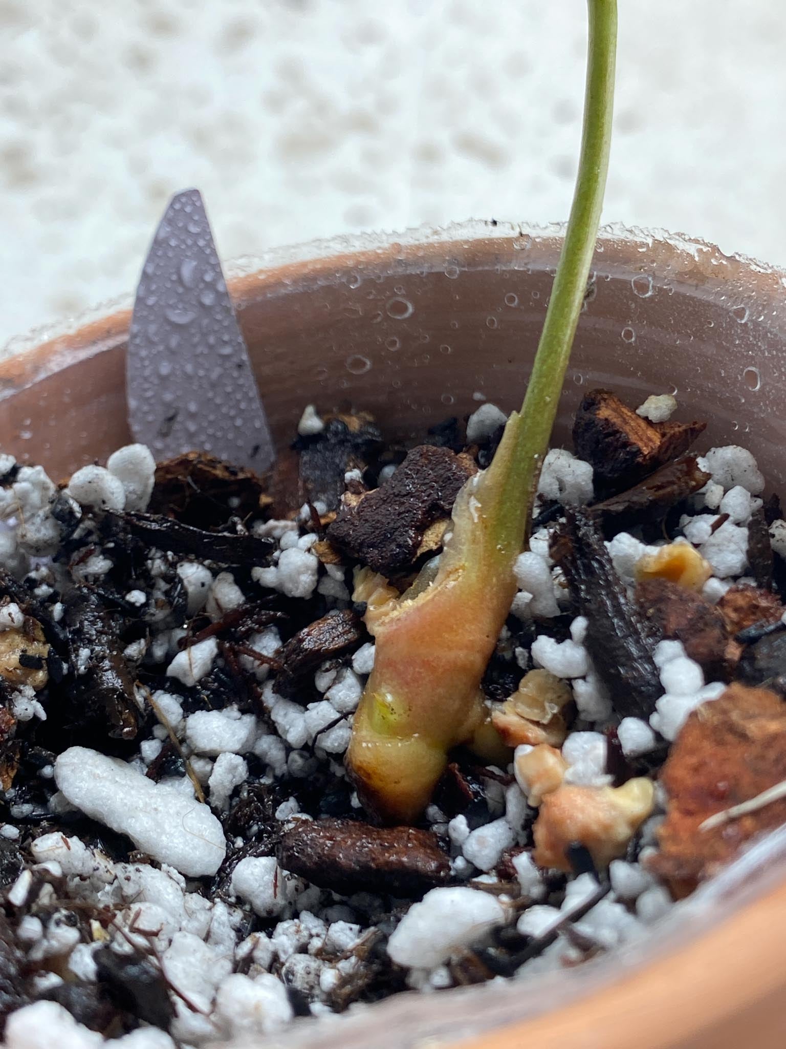 Anthurium Wonderboy X Michelle 1 Leaf 1 Node Rooting Rooted