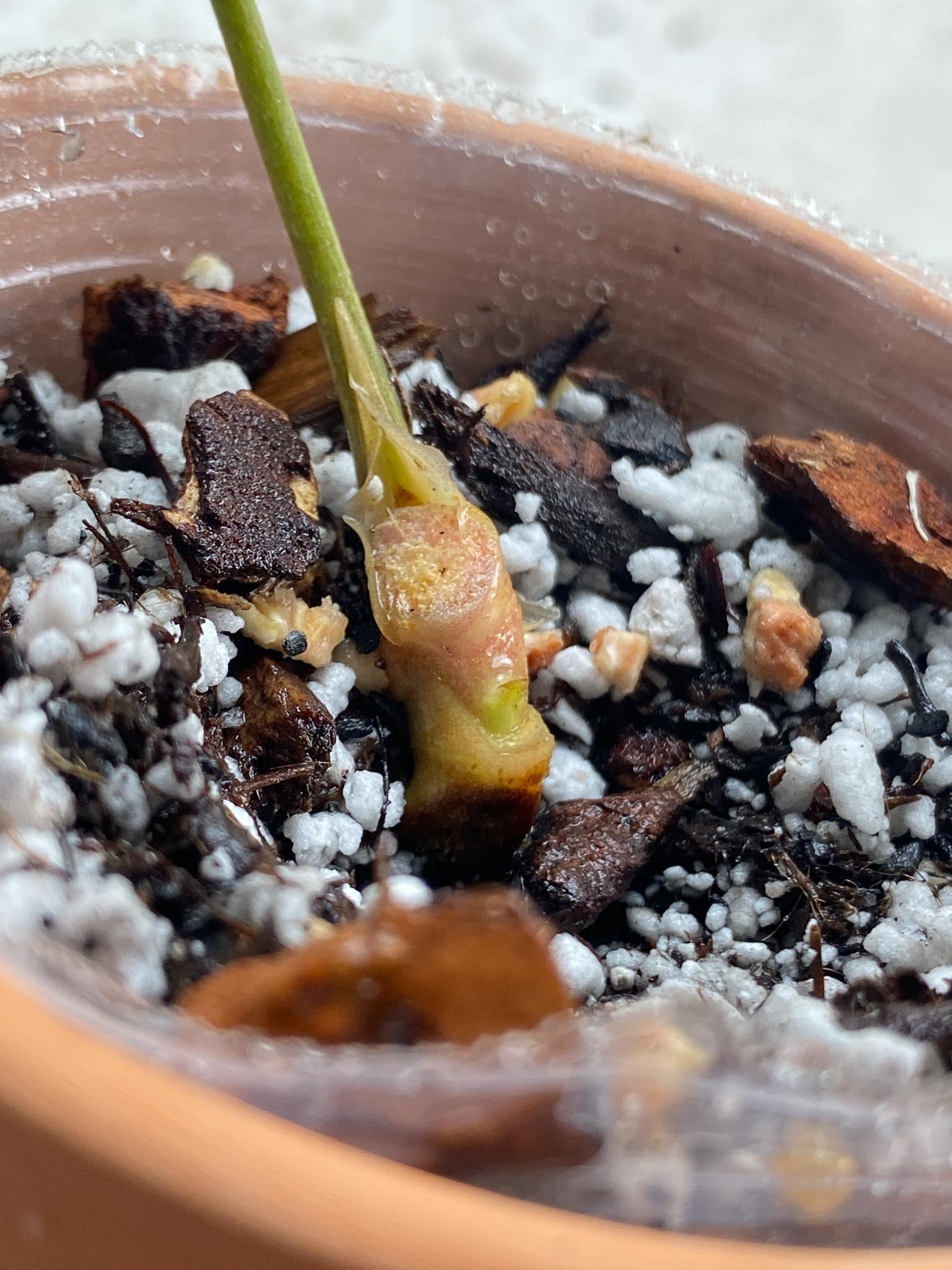 Anthurium Wonderboy X Michelle 1 Leaf 1 Node Rooting Rooted