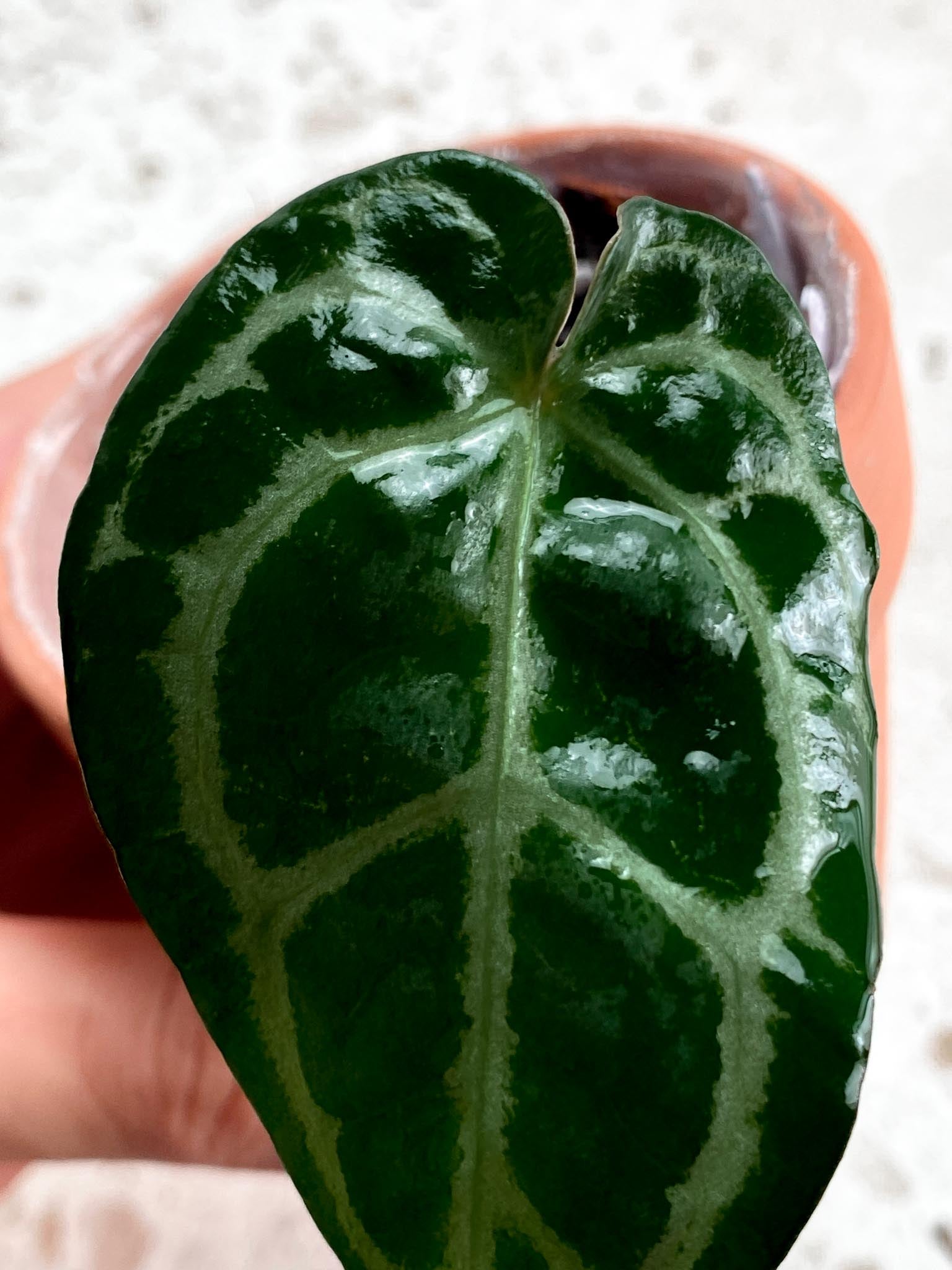Anthurium Wonderboy X Michelle 1 Leaf 1 Node Rooting Rooted