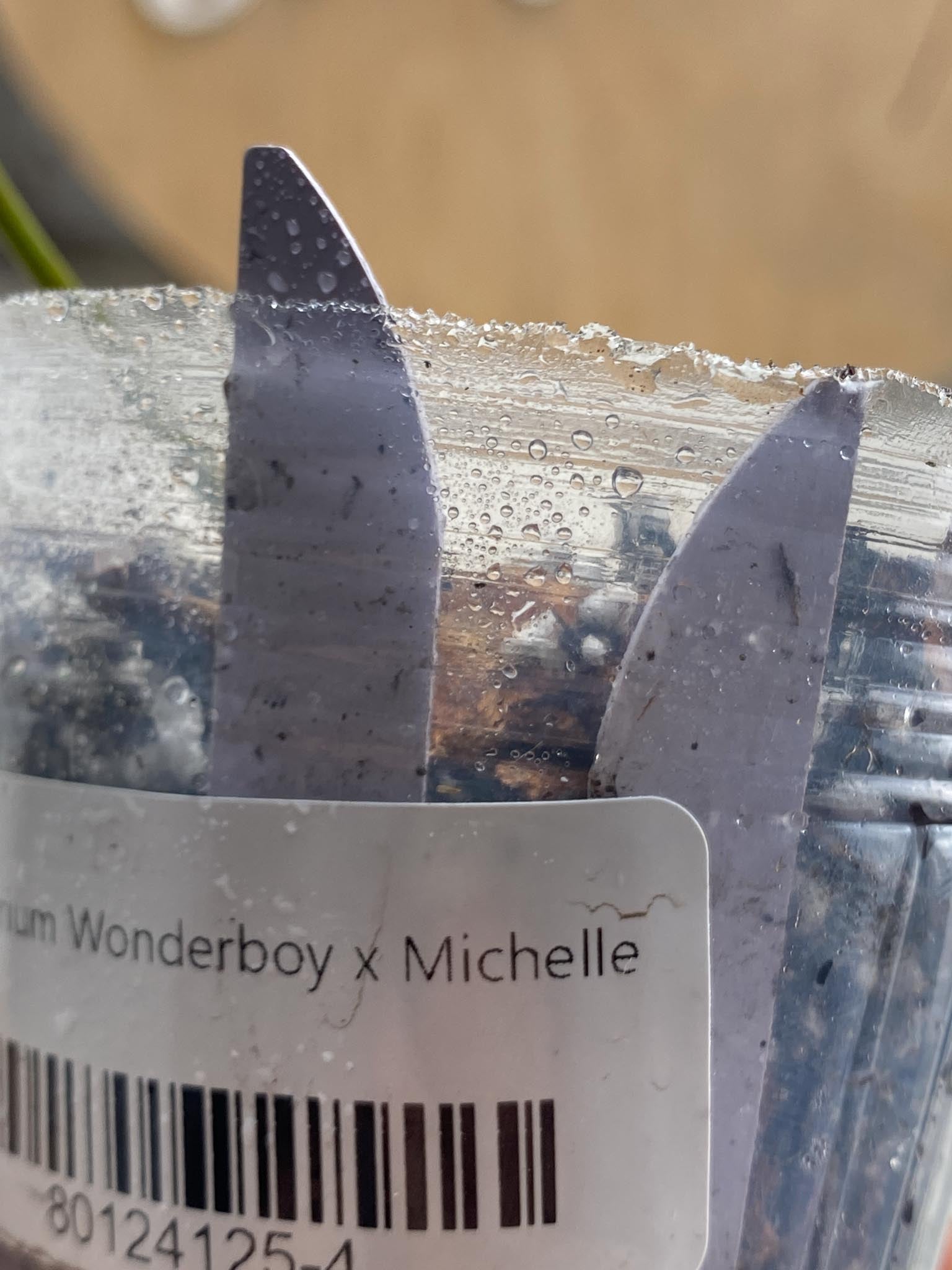 Anthurium Wonderboy X Michelle 1 Leaf 1 Node Rooting Rooted