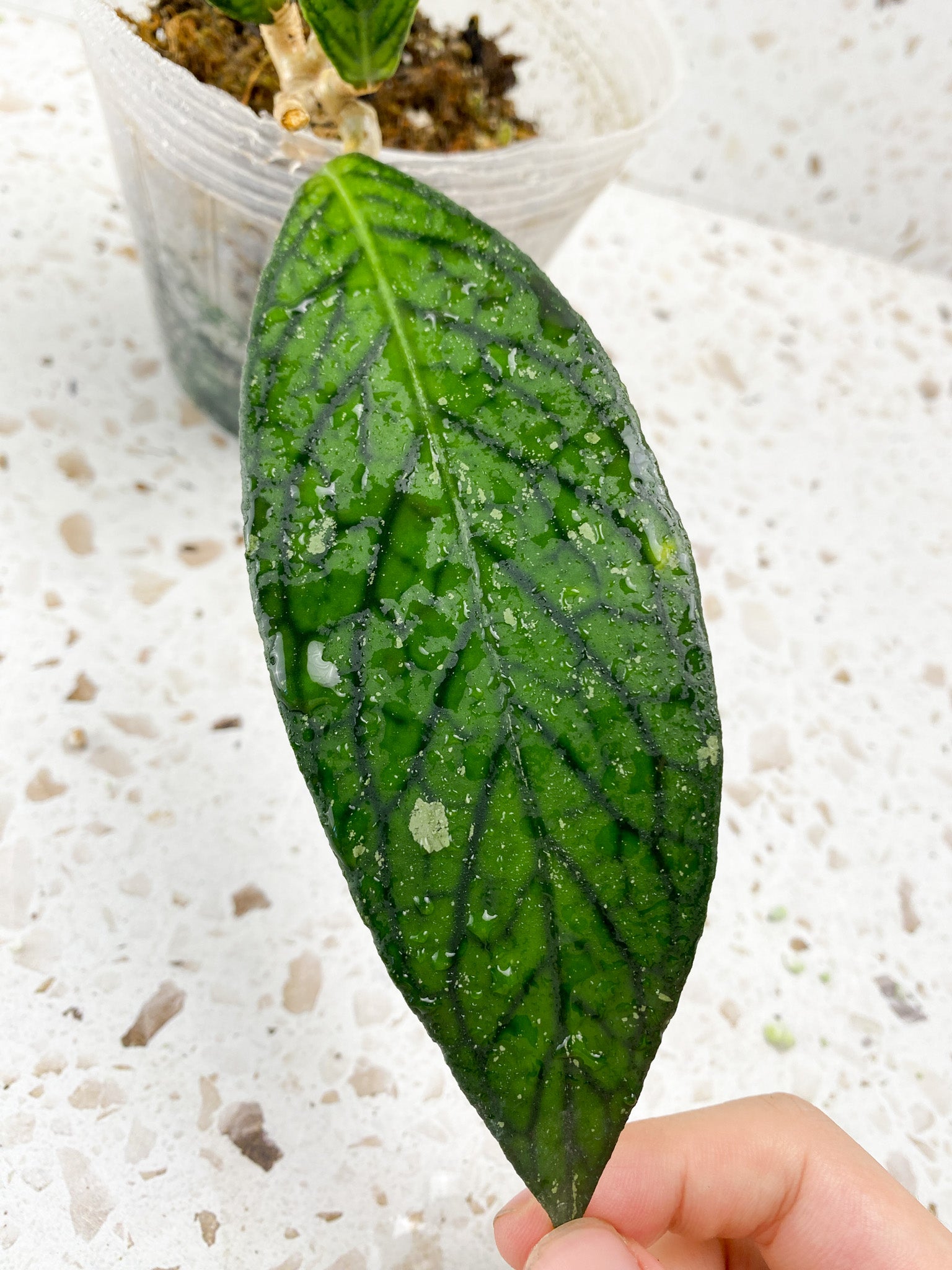 Hoya Tanggamus 4 leaves