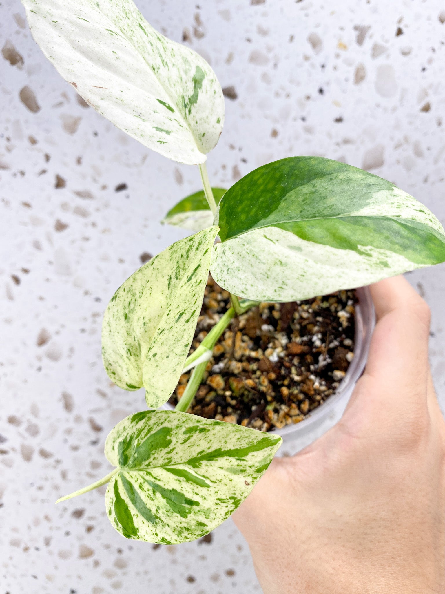 Epipremnum Pinnatum Marble 5 leaves 1 sprout