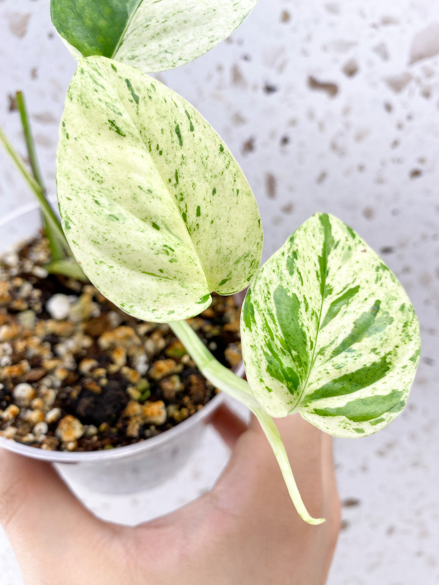 Epipremnum Pinnatum Marble 5 leaves 1 sprout