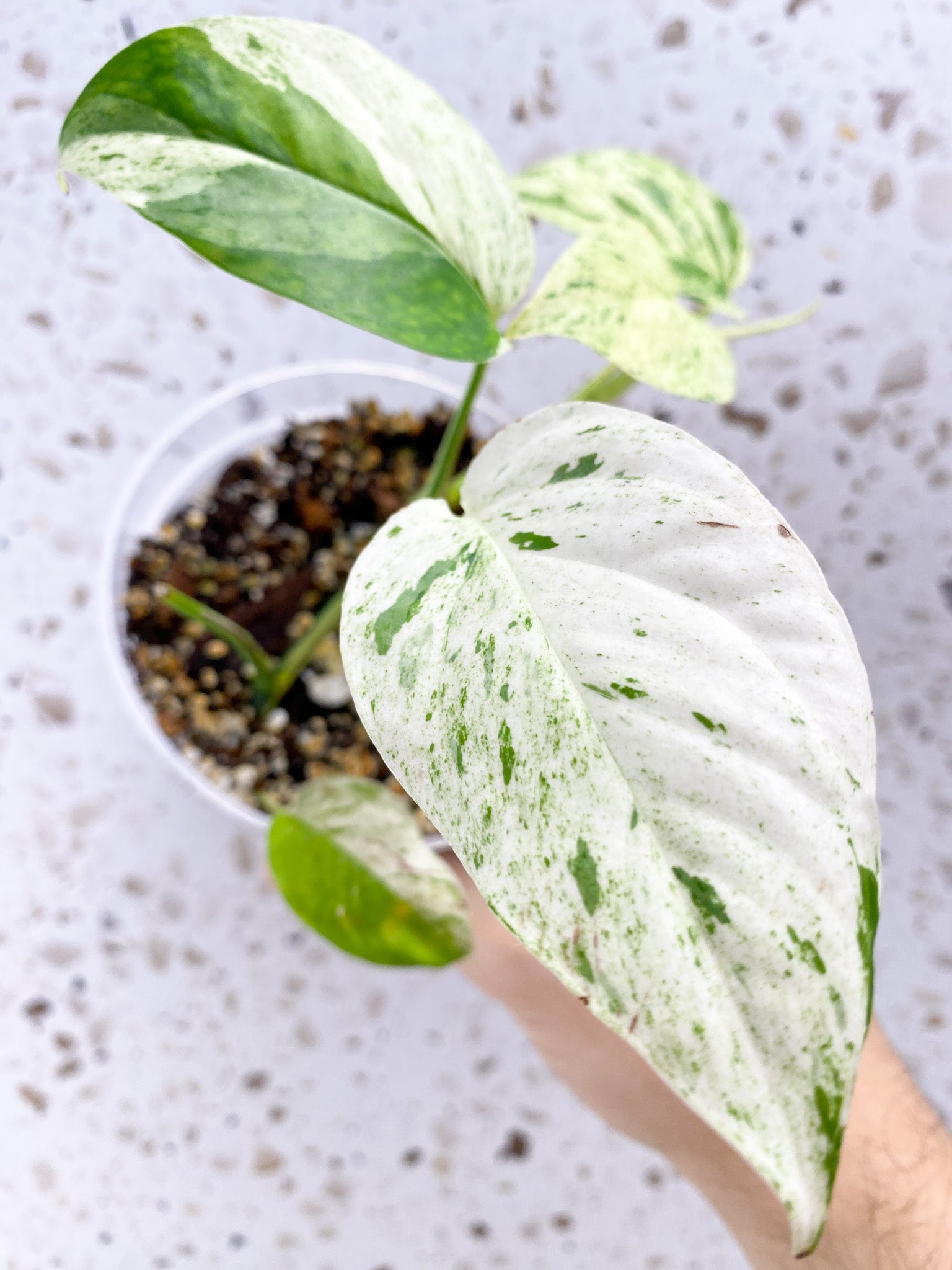 Epipremnum Pinnatum Marble 5 leaves 1 sprout