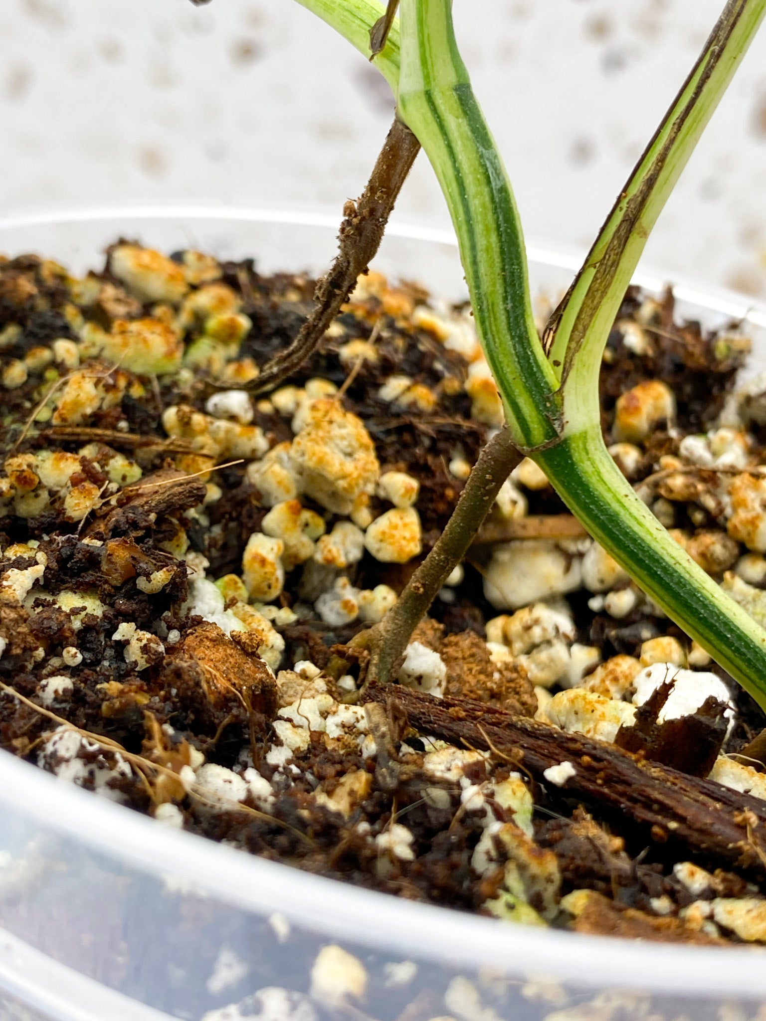 Epipremnum Pinnatum Marble 5 leaves 1 sprout